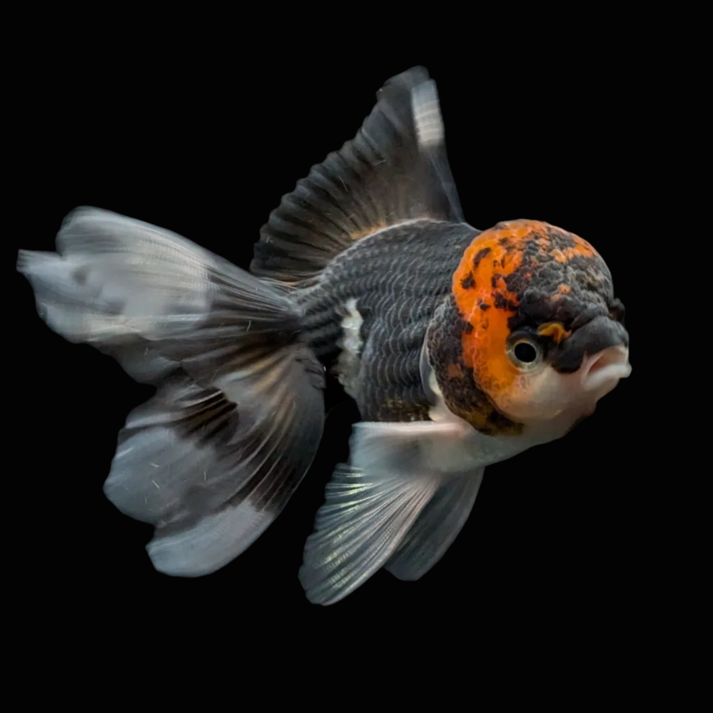 Juvenile Oranda Tricolor 3.5"-4" in.  ID#424T1A-002