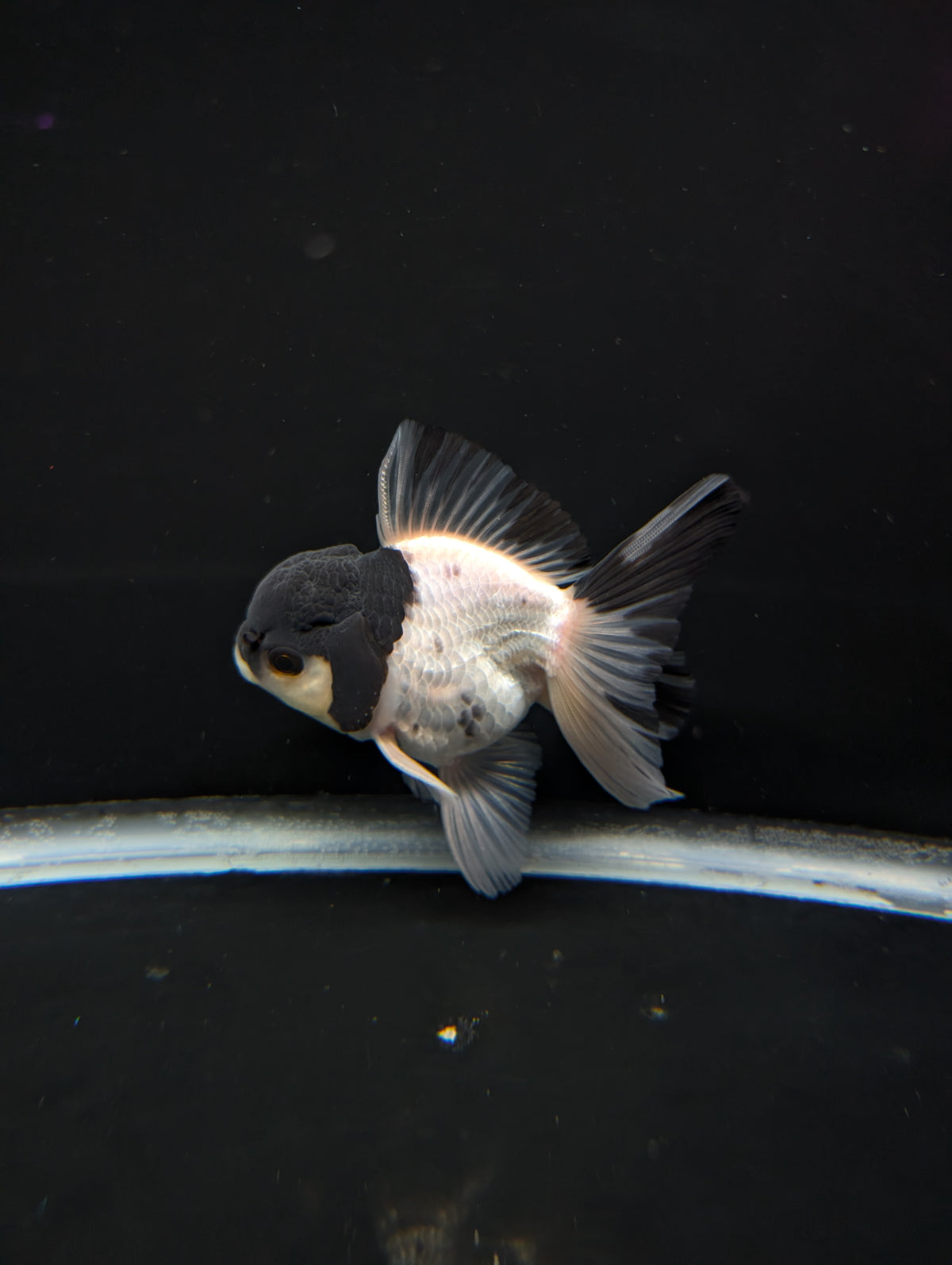 Thai Oranda Panda 4"-4.5"in.  ID#1023T1A-022