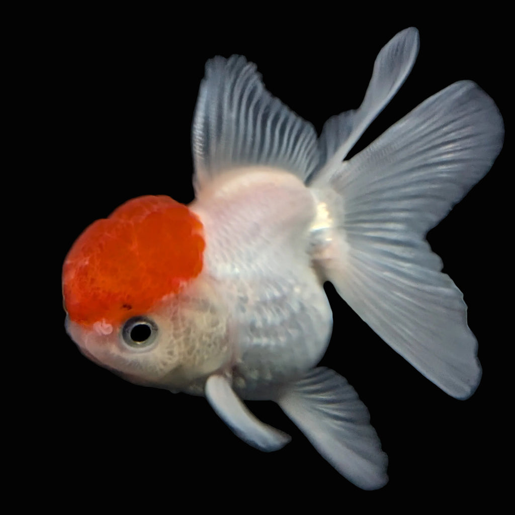 Juvenile Oranda Tricolor 3.5"-4" in.  ID#424T1A-010