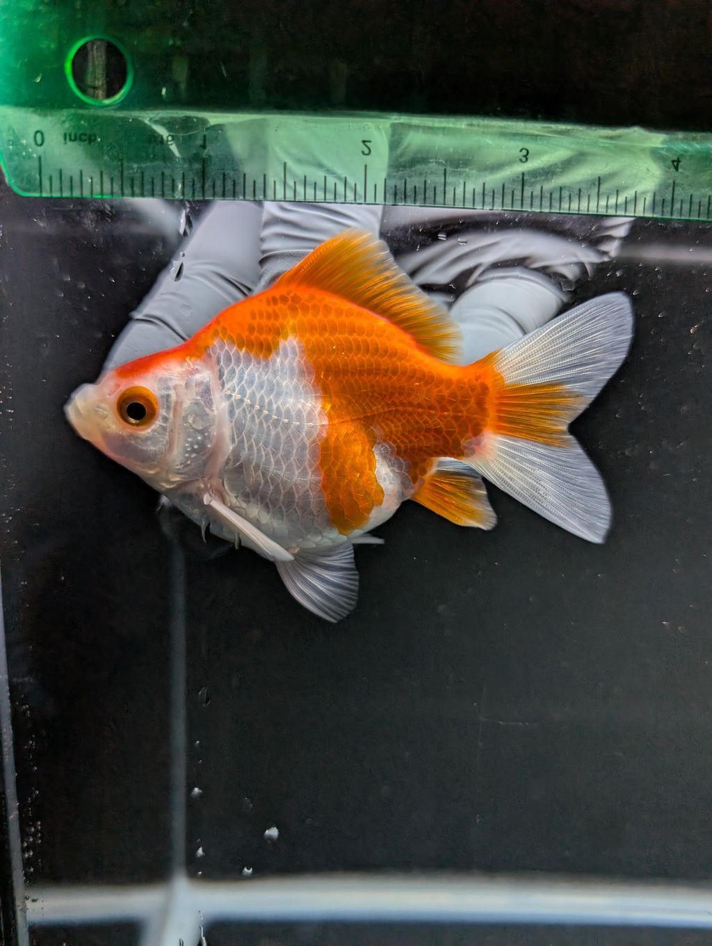 Tamasaba Red White 3"-3.5" in. ID#1009TM1B-005