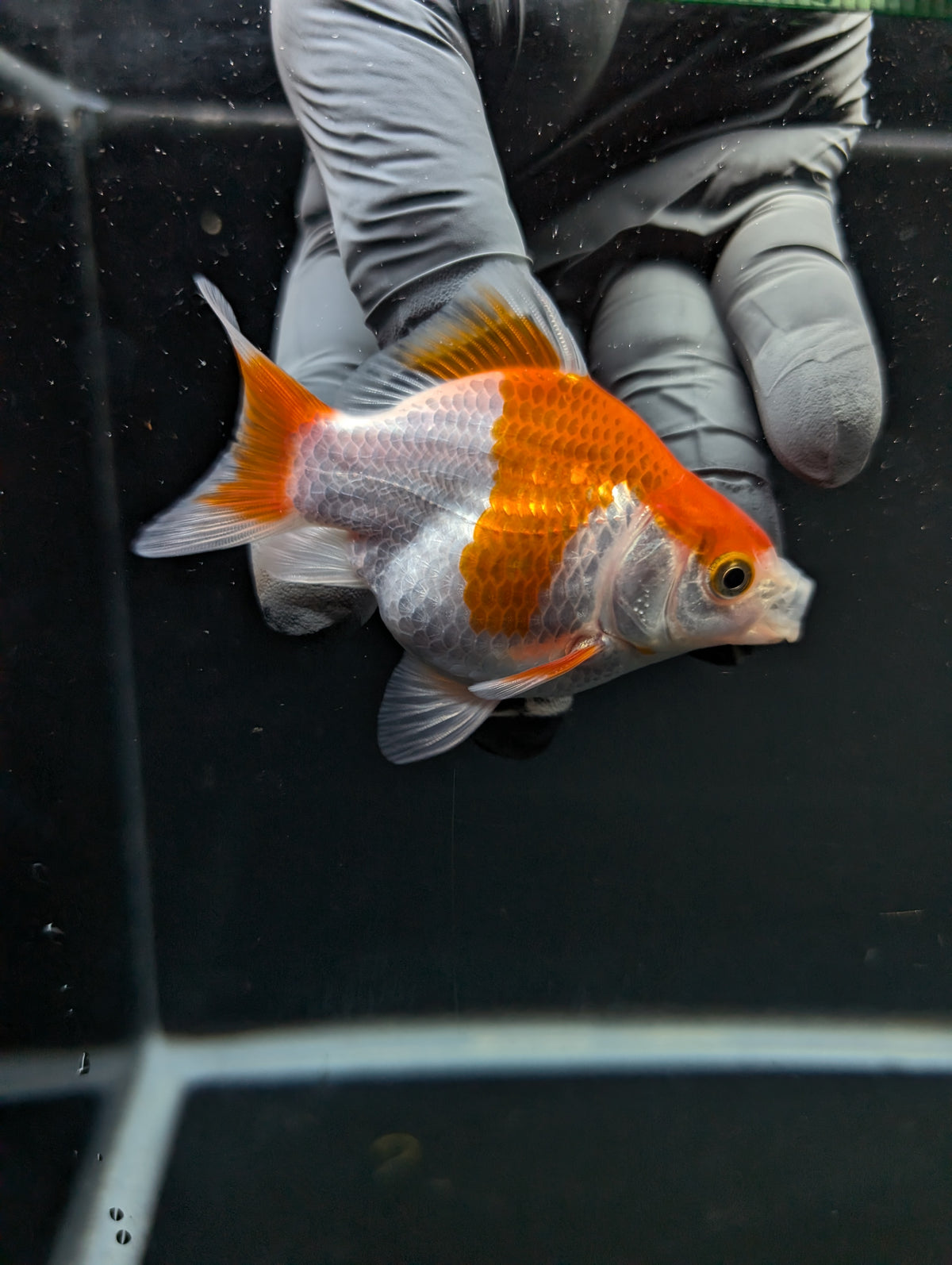 Tamasaba Red White 3"-3.5" in. ID#1009TM1B-013