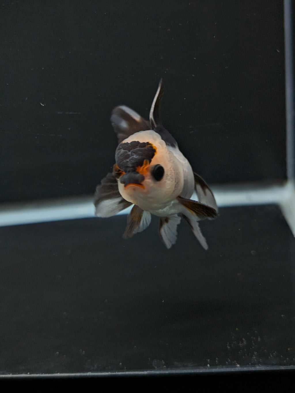 Juvenile Thai Oranda Panda 3"in.  ID#814T1A-006