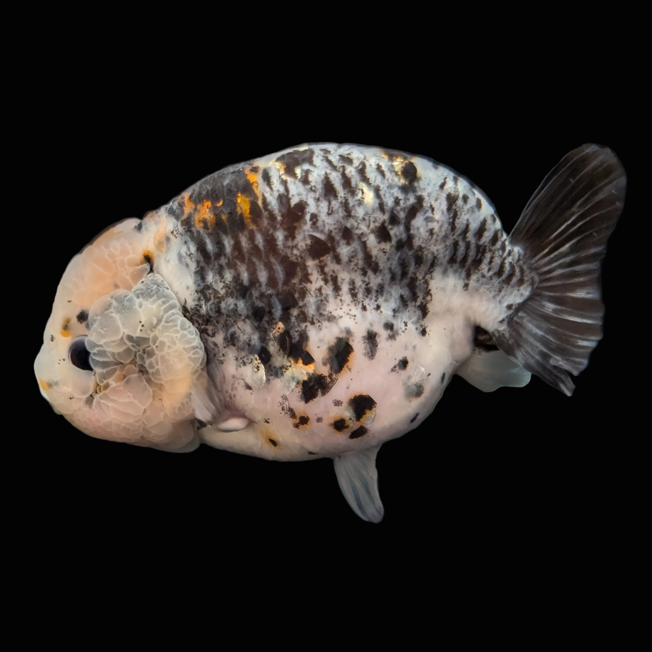 Jumbo Ranchu Kirin Calico 4.5"-5" in. ID#814R8A-024