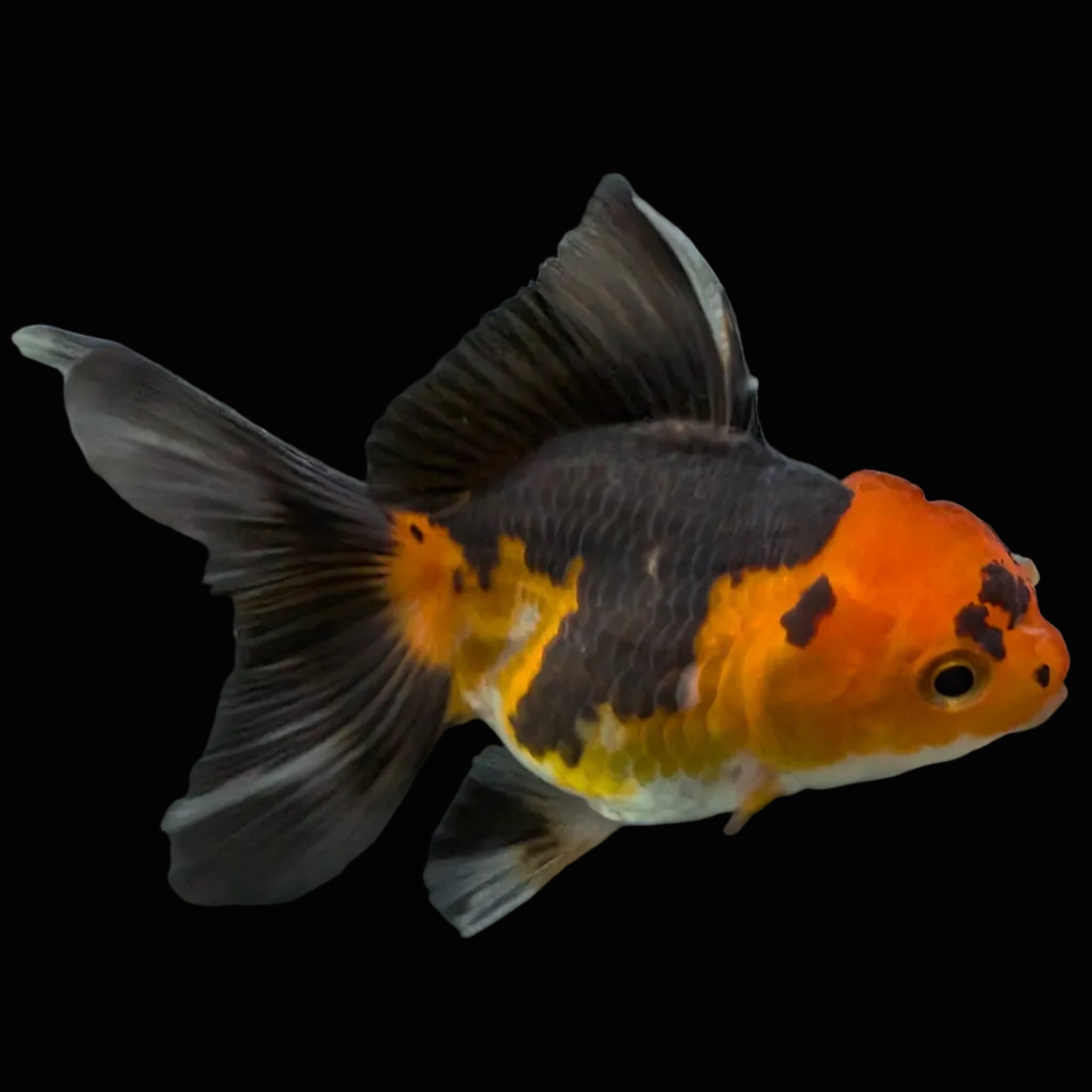Thai Juvenile Oranda Tricolor 3"-3.5" in.  ID#626T1A-006