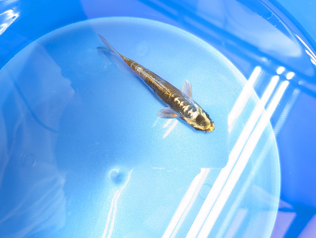 Kin Kikokuryu Koi  4"in. ID#806BFK-025