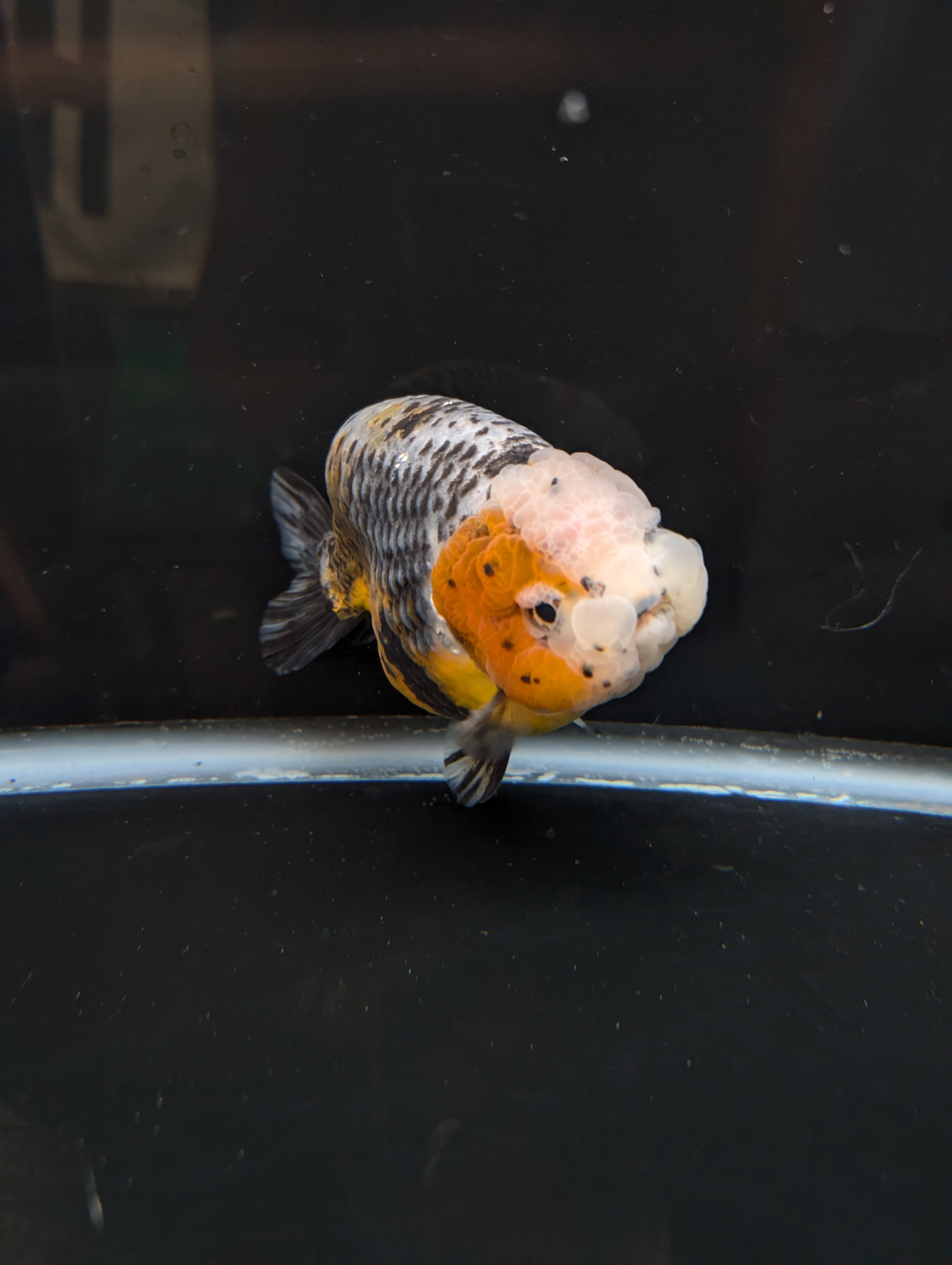Jumbo Ranchu Kirin Calico 4.5"-5" in. ID#814R8A-023