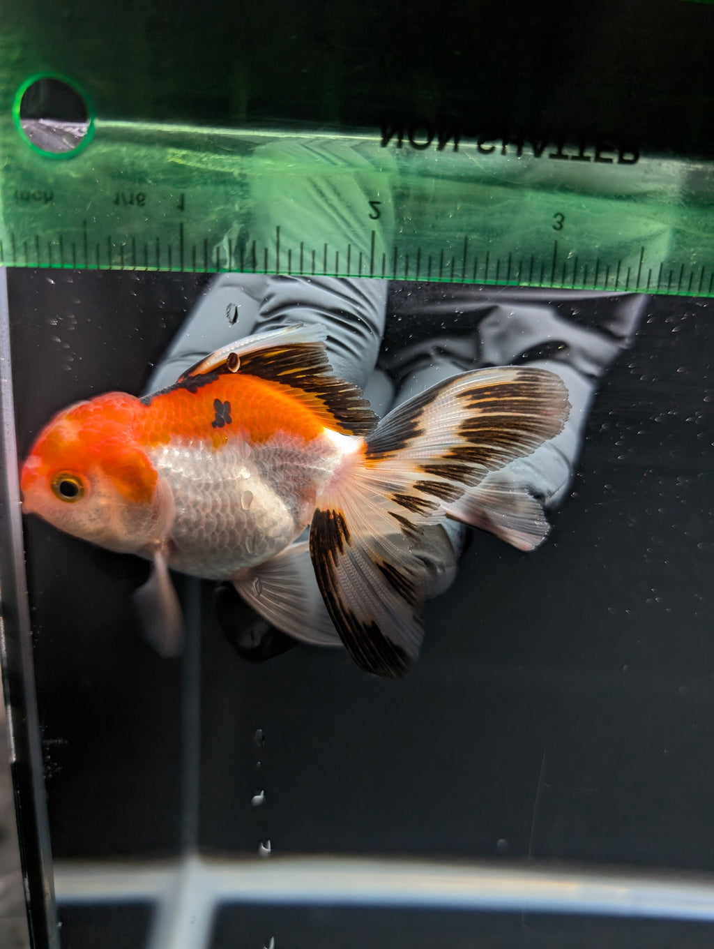 Juvenile Thai Oranda Tricolor 3"in.  ID#821T1A-021