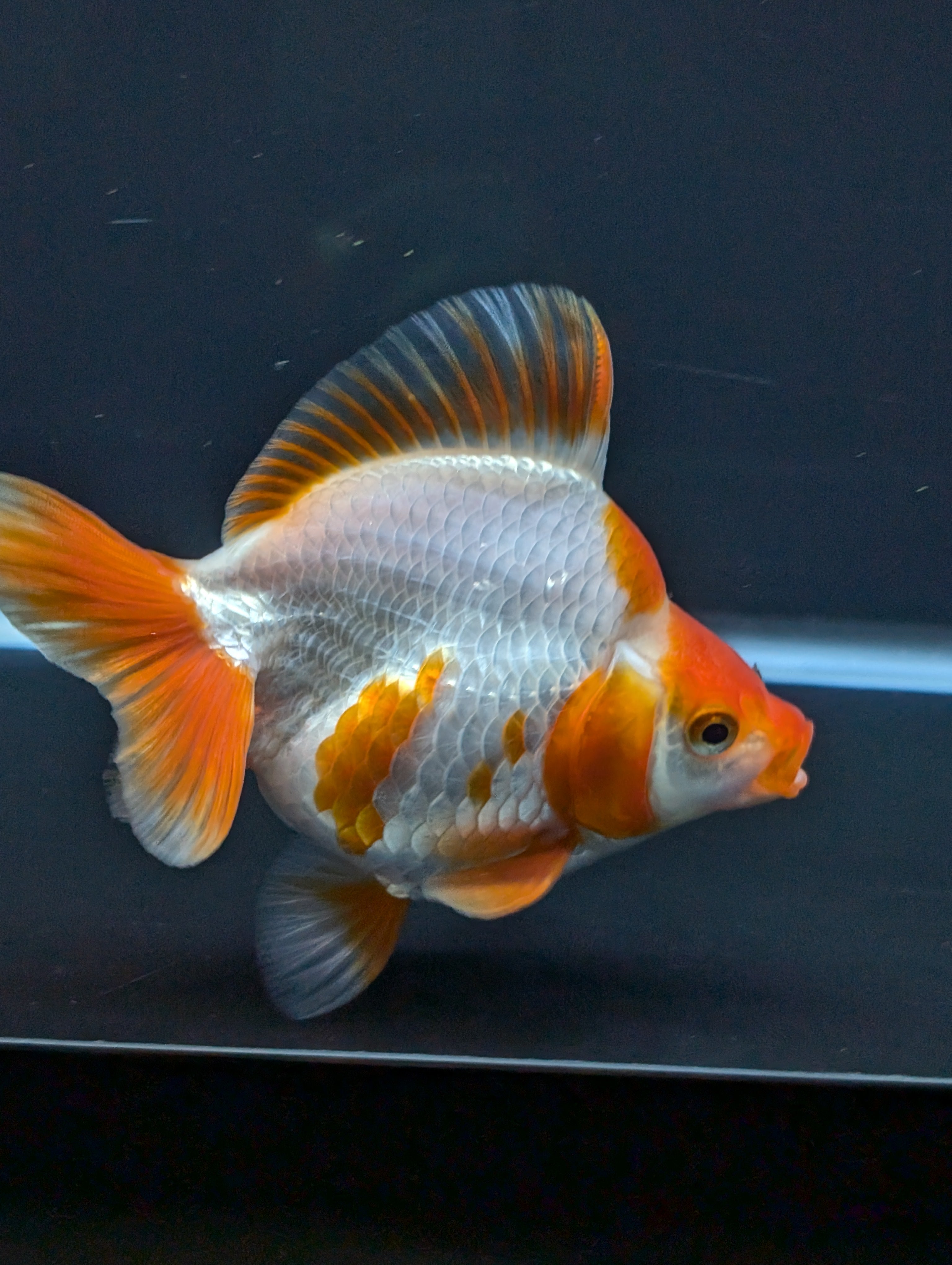 Jumbo Ryukin Short Tail Red White 4.5" in. ID#828STR5B-001