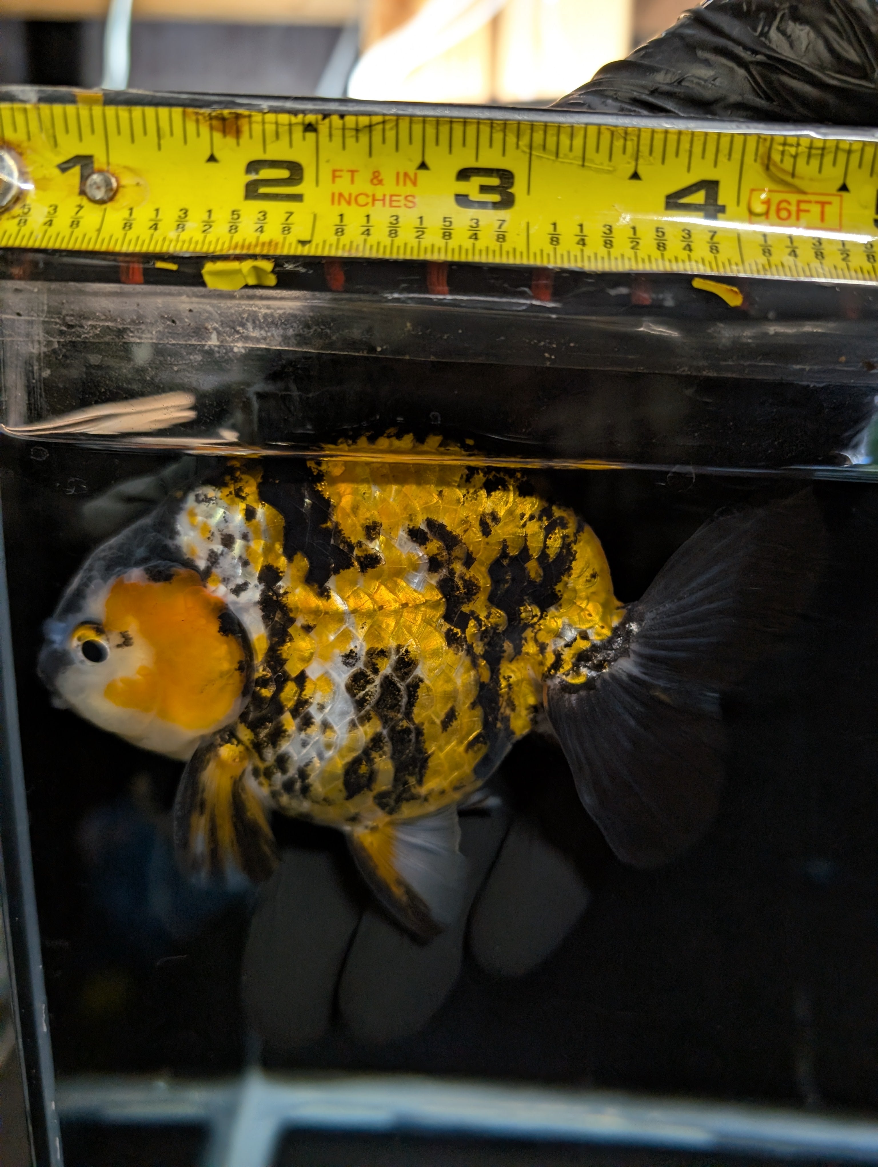 Thai Jumbo Ranchu *Special Color Tiger Calico 5" - 5.5" in. ID#116R4B-06