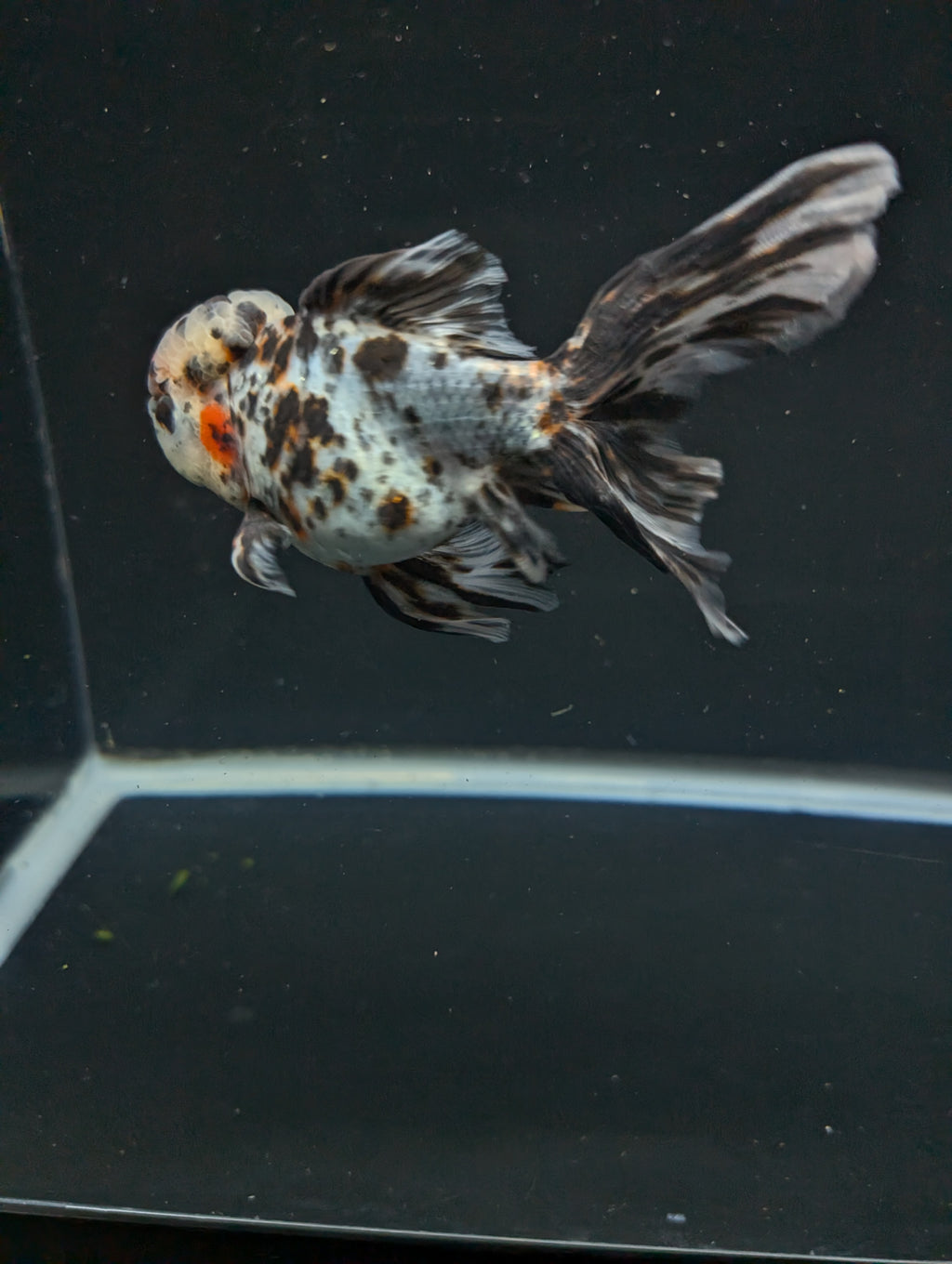 Calico Oranda 5"in. ID#821LB2A-63