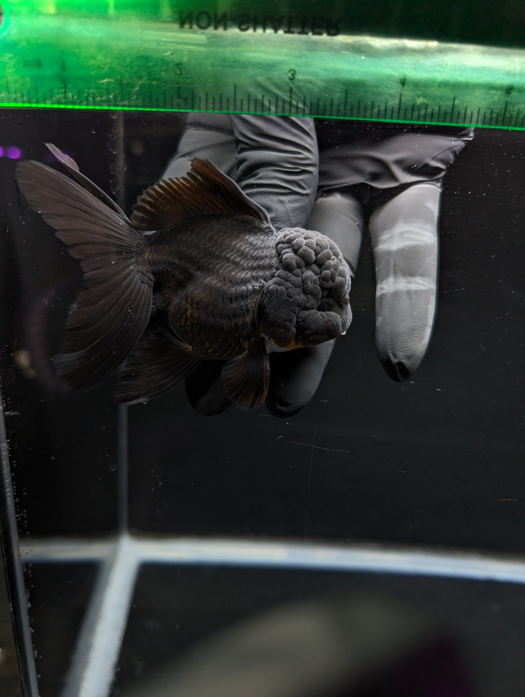 Thai Oranda Godzilla Black 3.5"-4"in.  ID#1023T1A-028