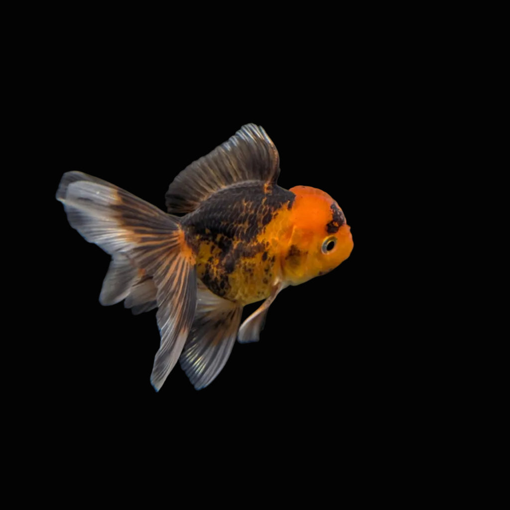Juvenile Oranda Tricolor 3.5"-4" in.  ID#320T13b-018