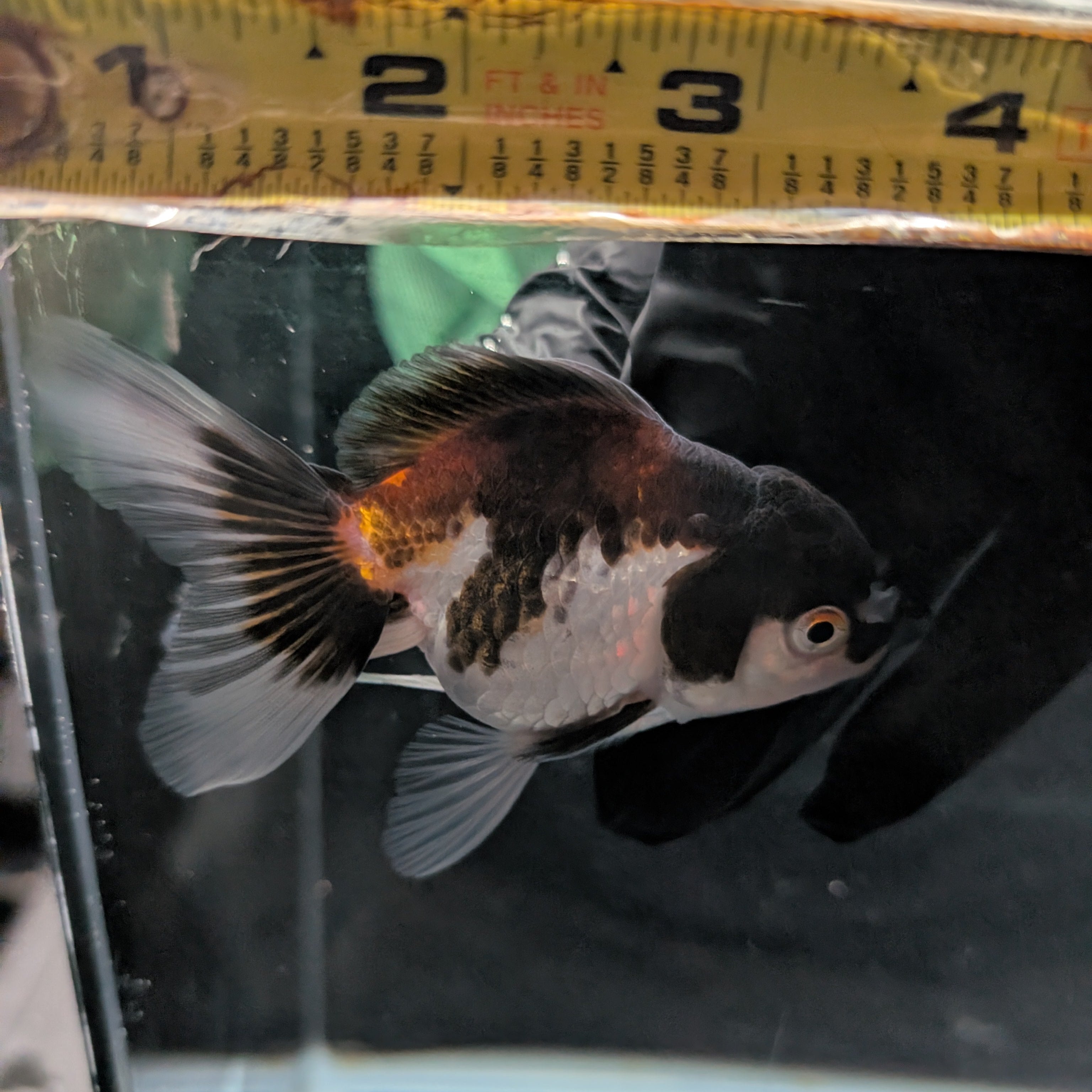 Juvenile Oranda Panda  3.5"-4" in.  ID#327T13b-040