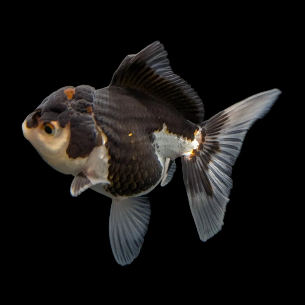 Juvenile Oranda Panda 3.5"-4" in.  ID#320T13b-004