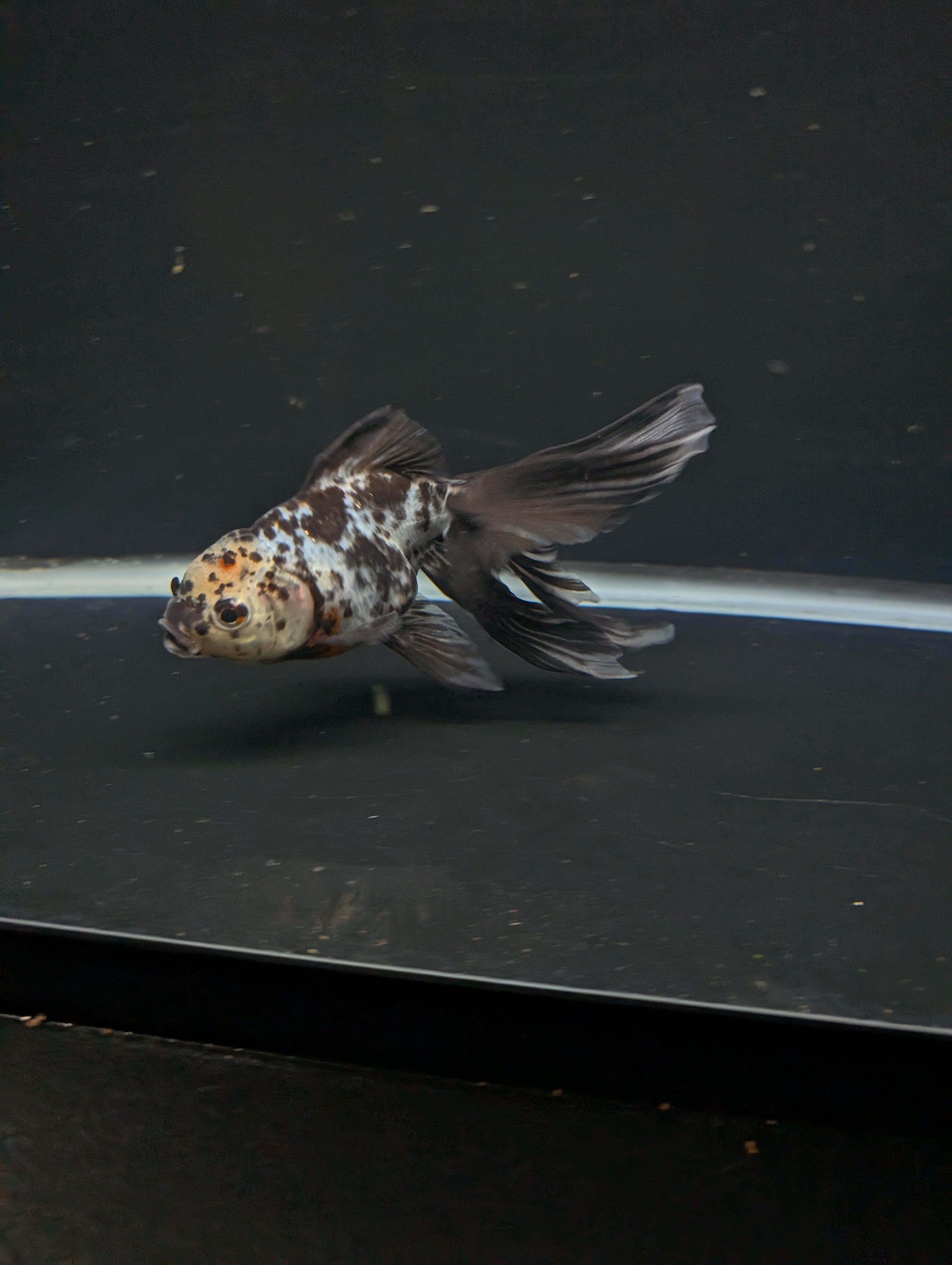 Calico Oranda 5"in. ID#821LB2A-62