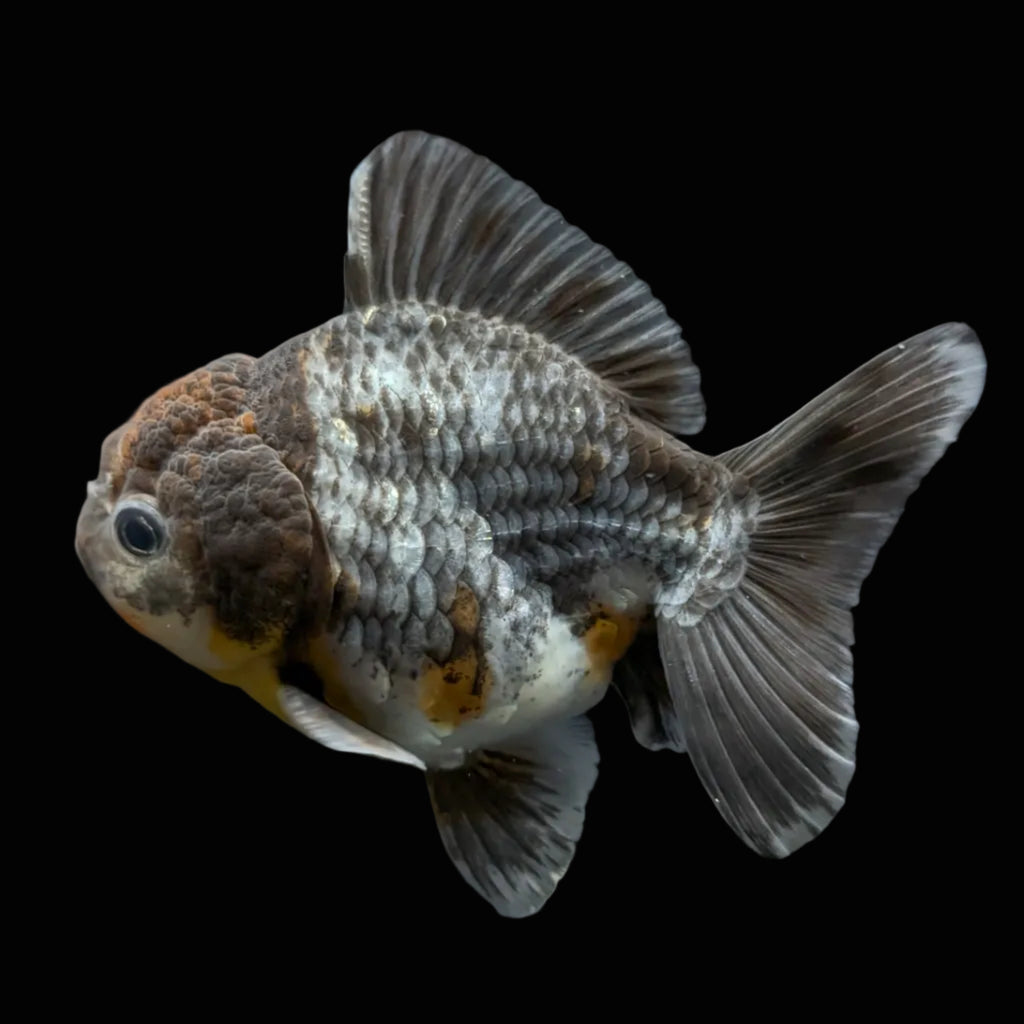 Thai Oranda Shogun Kirin Calico 4" in. ID#626SG7A-001
