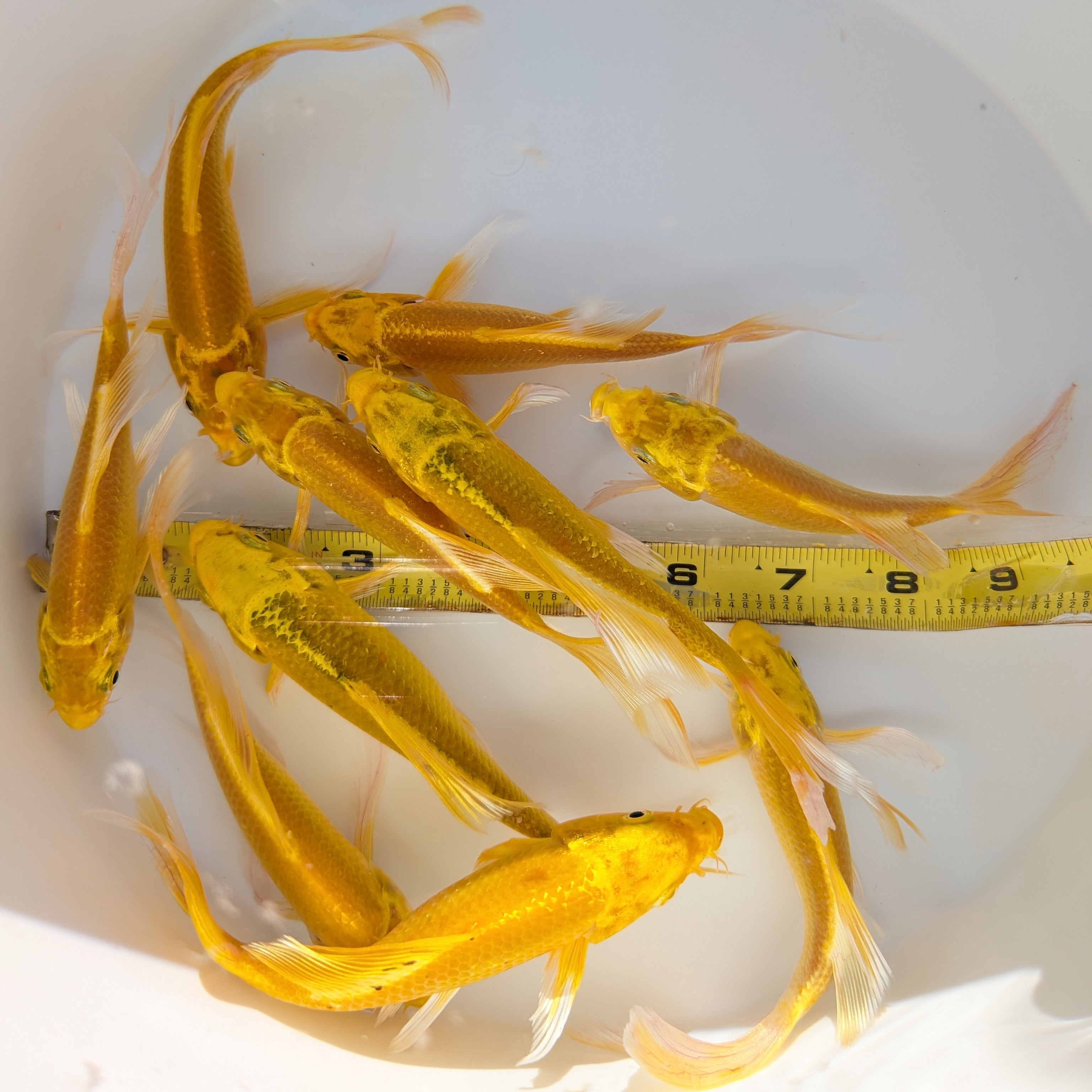 2Pack - Butterfly Yamabuki Ogon Koi 5"-6" in.  *Assorted