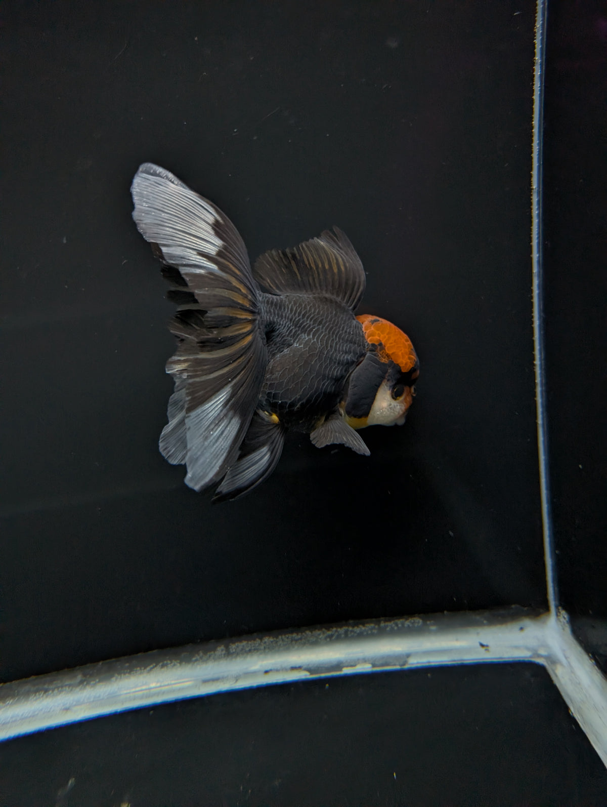 Thai Oranda Tricolor 4"-4.5"in.  ID#1023T1A-021