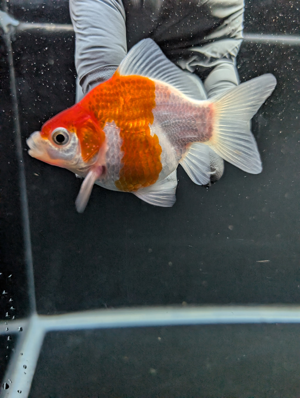 Tamasaba Red White 3"-3.5" in. ID#1009TM1B-008