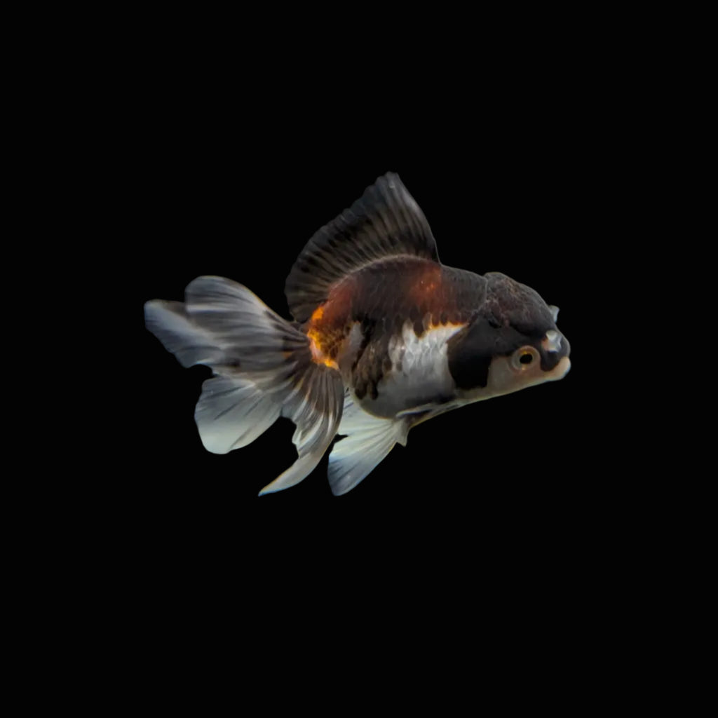 Juvenile Oranda Panda  3.5"-4" in.  ID#327T13b-040
