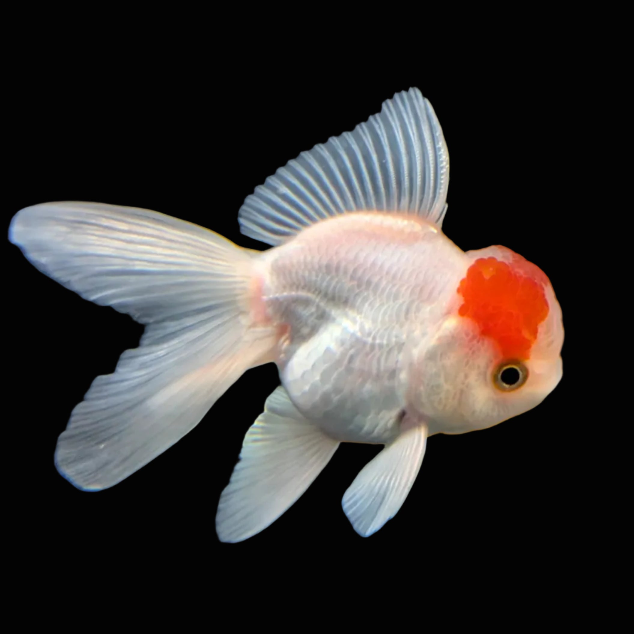 Juvenile Oranda Tricolor 3.5"-4" in.  ID#417T7A-009