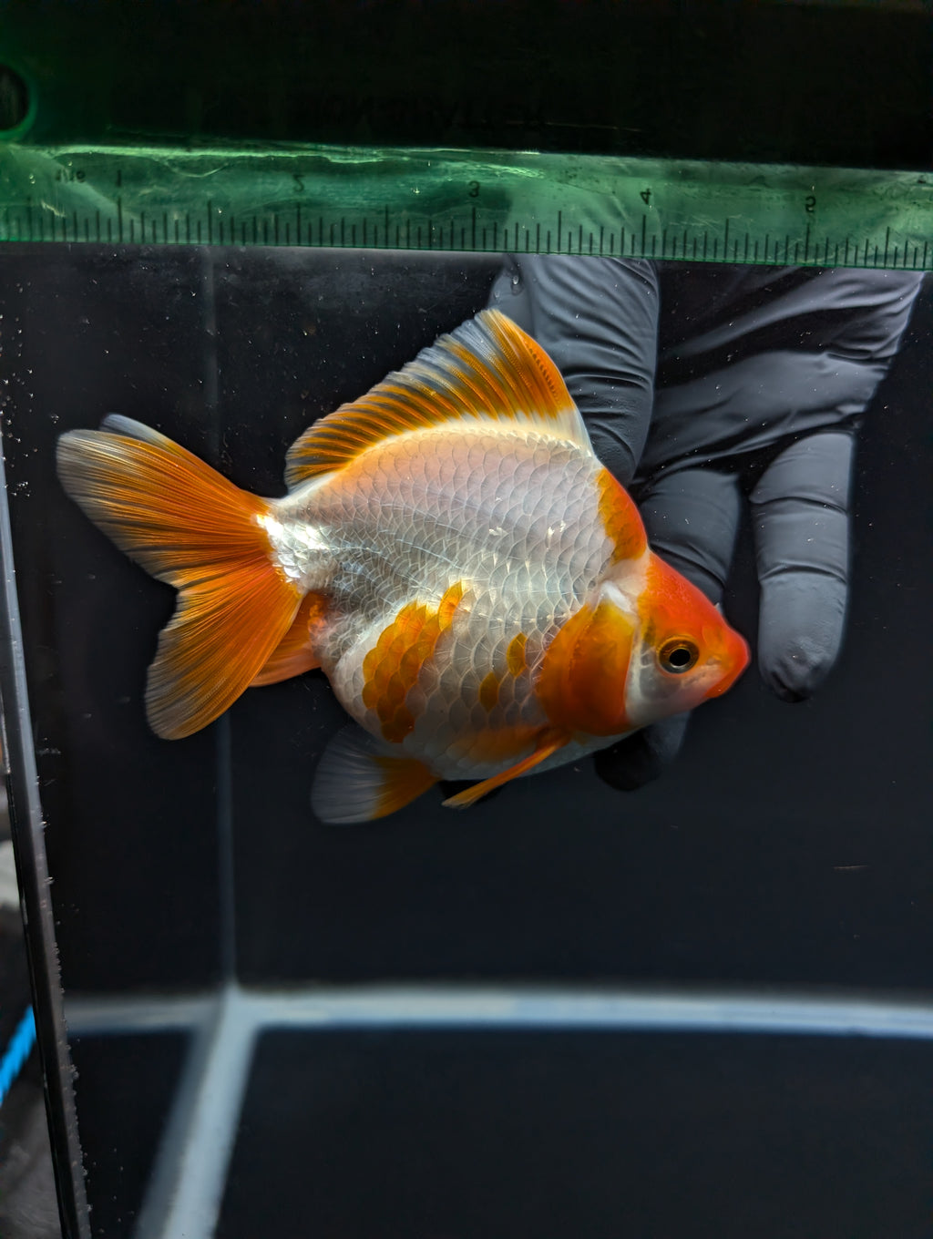 Jumbo Ryukin Short Tail Red White 4.5" in. ID#828STR5B-001