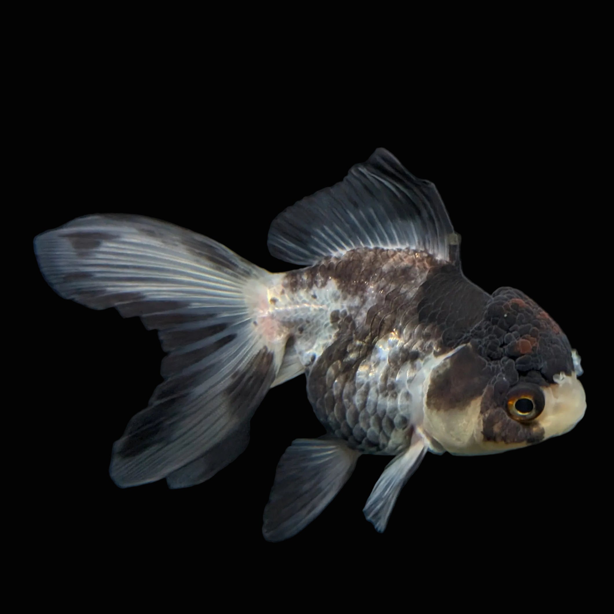 Thai Juvenile Oranda Tricolor 3"-3.5" in.  ID#724T1A-022