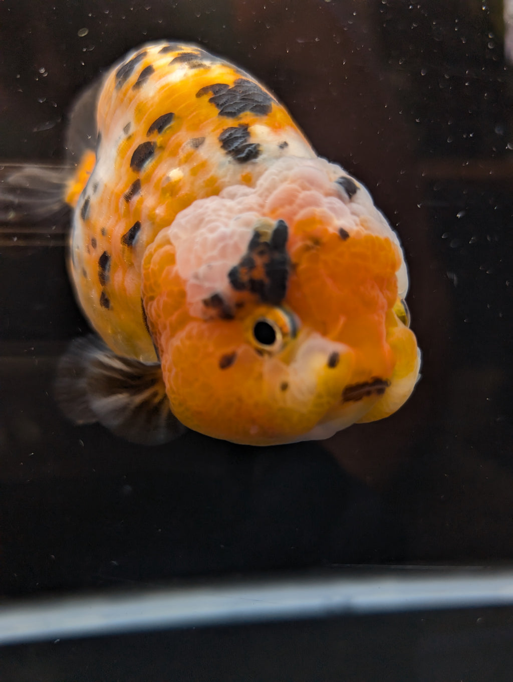Jumbo Ranchu Calico 4.5"-5" in. ID#821R8A-033
