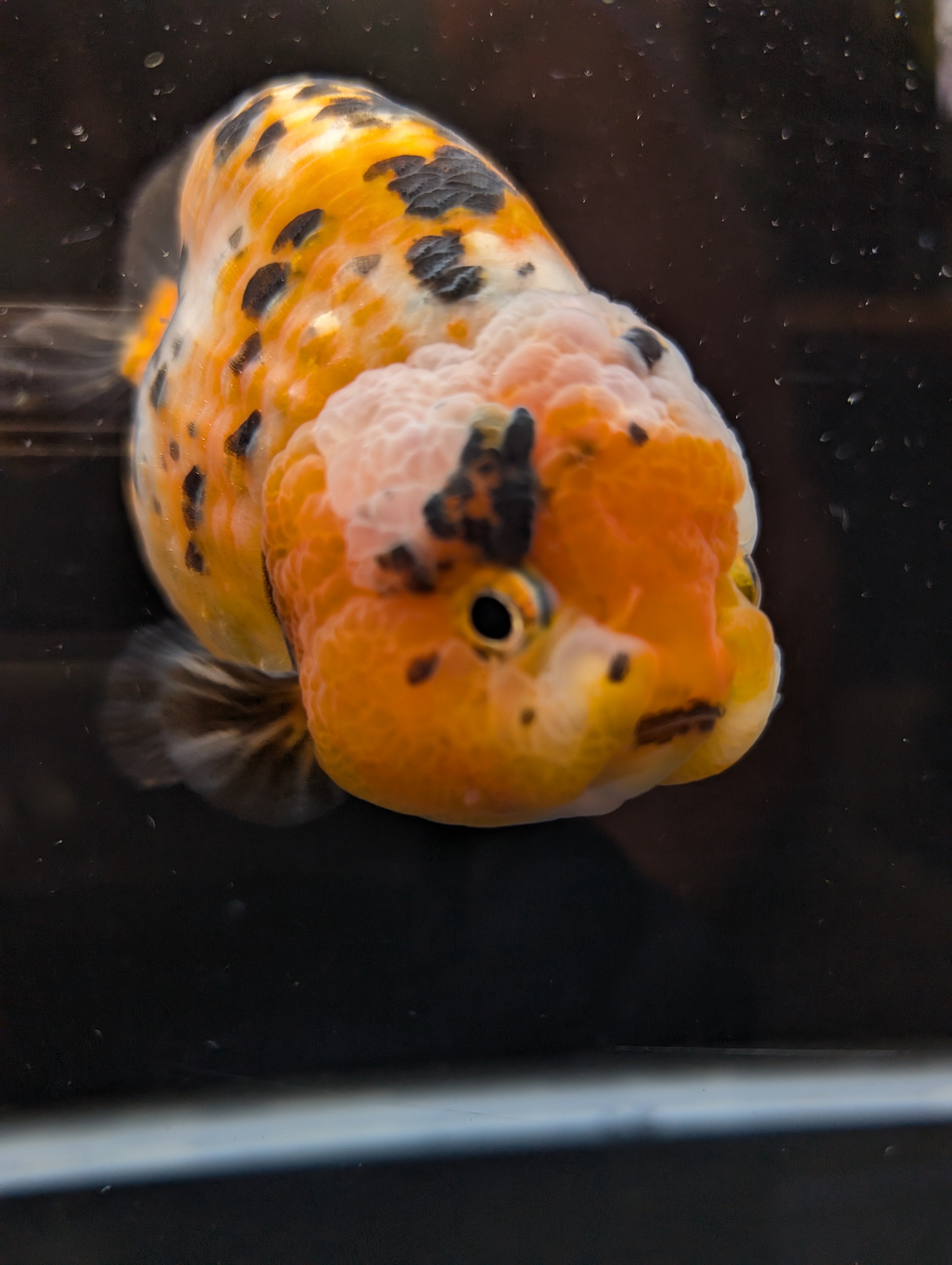 Jumbo Ranchu Calico 4.5"-5" in. ID#821R8A-033