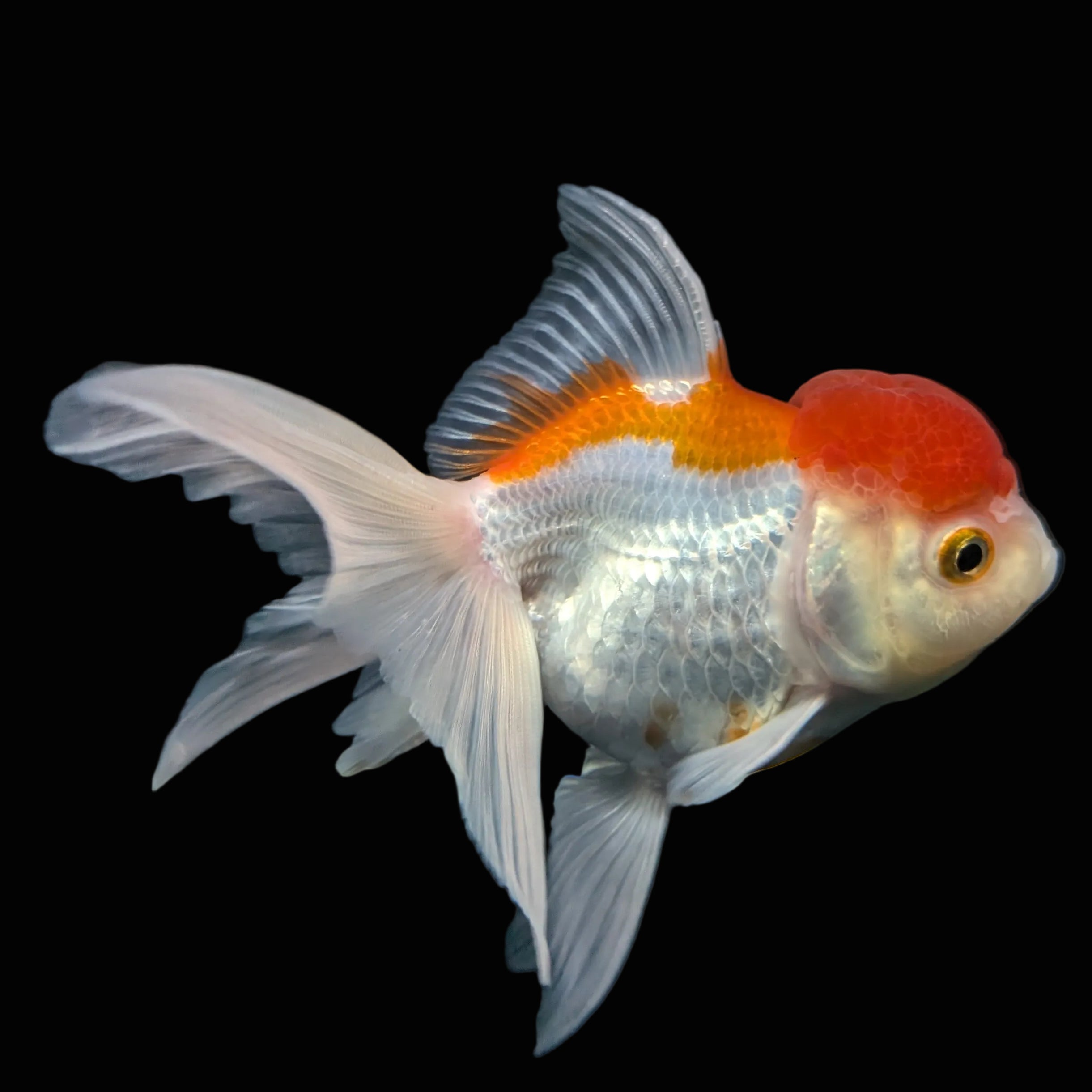 Jumbo Oranda Red White 6.5"-7"in.  ID#612T4B-012