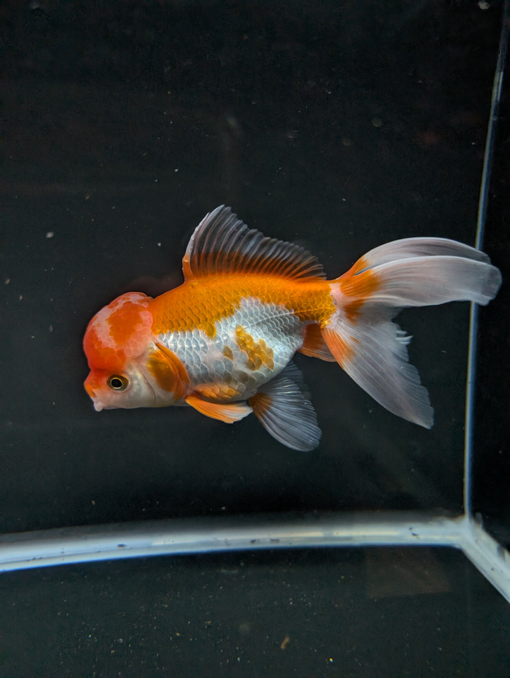 Jumbo Oranda Red White 6.5"-7"in.  ID#522T4B-003