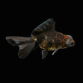 Telescope Butterfly Kirin Calico 3.5"-4" in. ID#508B4A-010