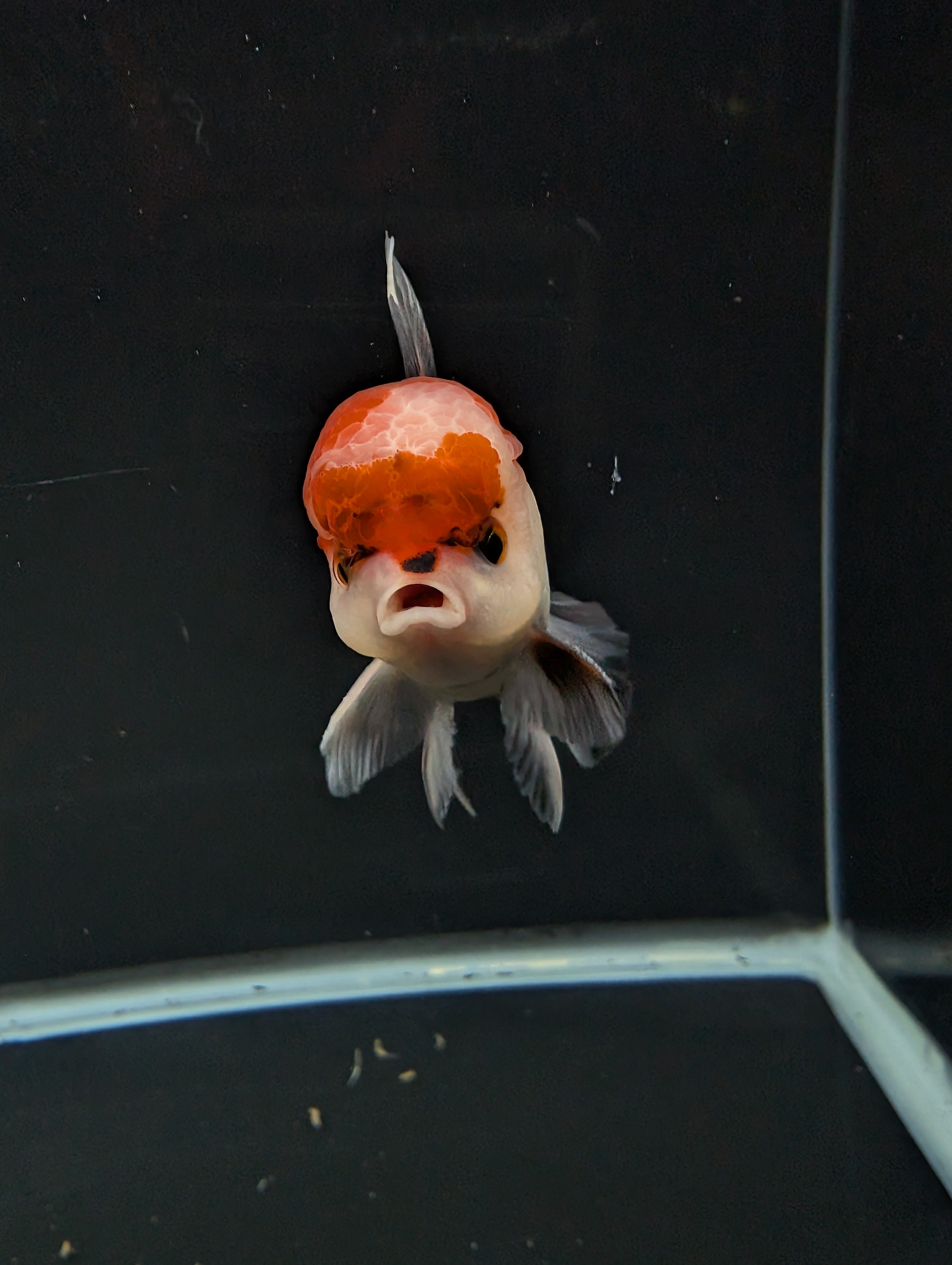 BOWSER *Boss 501 Juvenile Oranda Tricolor 3.5"-4" in.  ID#501T2A-009