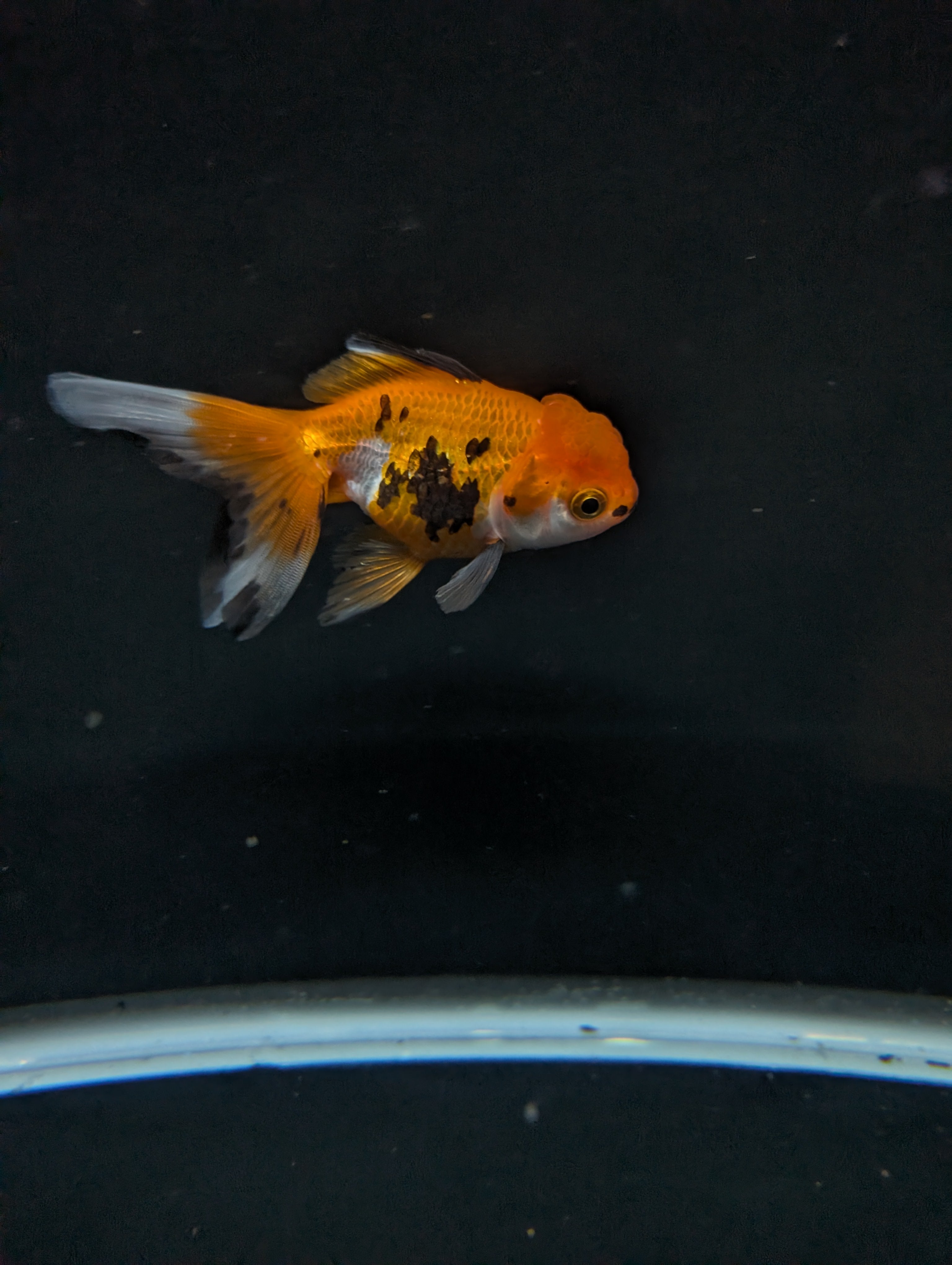 Juvenile Oranda  Tricolor 3"-3.5"in.  ID#619T1A-014