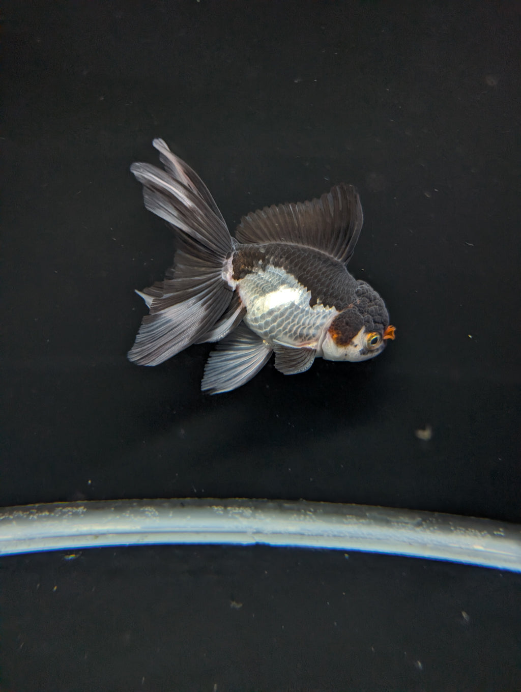 Thai Oranda Panda Tricolor 4"-4.5"in.  ID#1023T1A-026