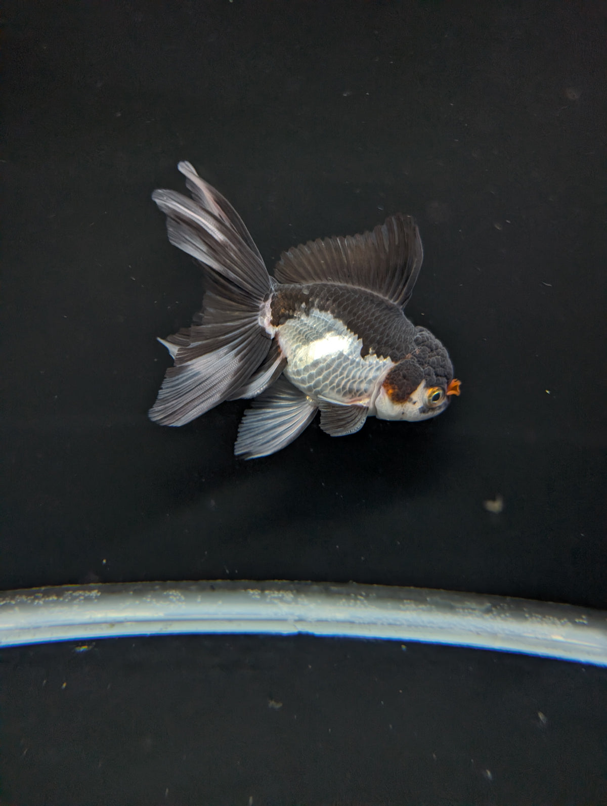 Thai Oranda Panda Tricolor 4"-4.5"in.  ID#1023T1A-026