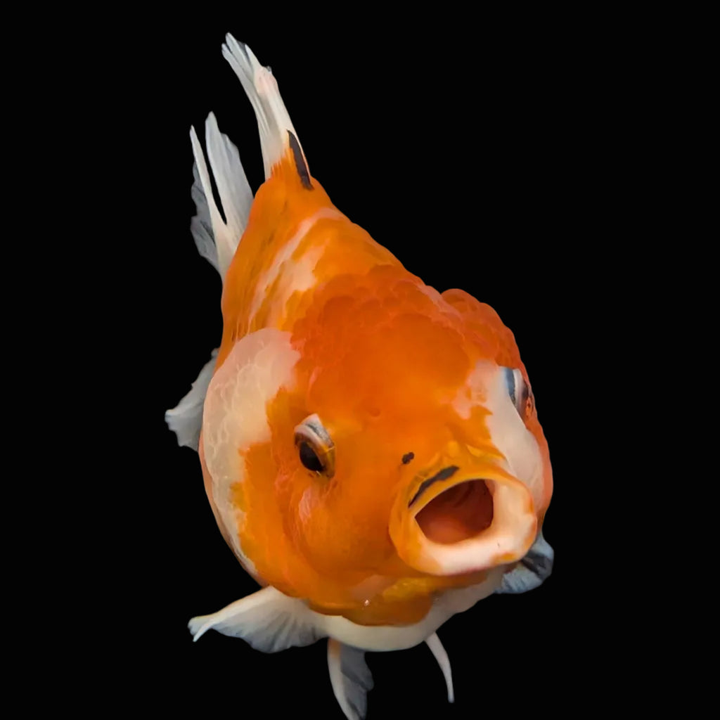 Jumbo Oranda Yuan Bao Sakura   4"-4.5"in. ID#807SB13A-002