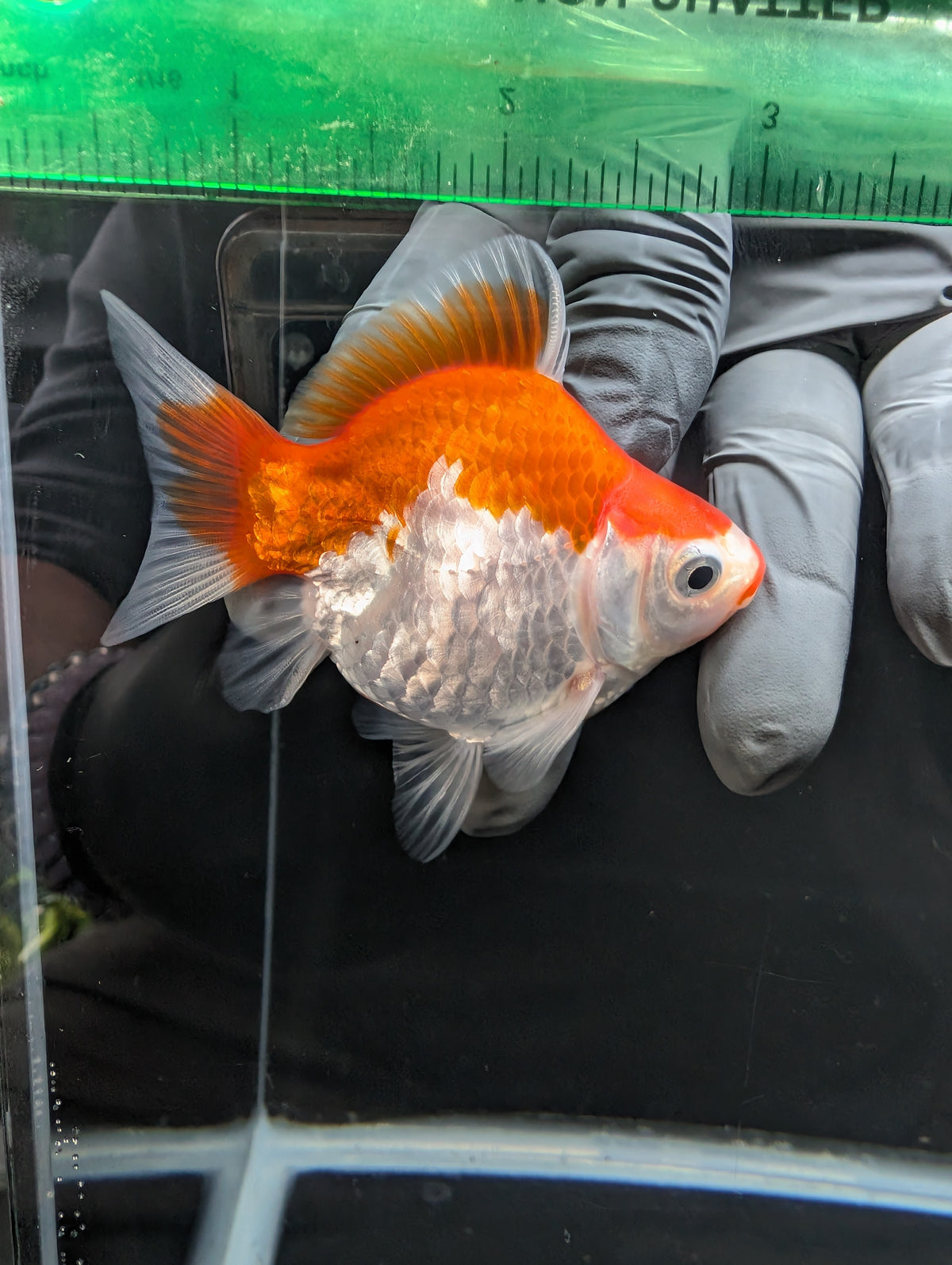 Tamasaba Kuchibeni Red White 3.5"in. ID#1023TM1B-029