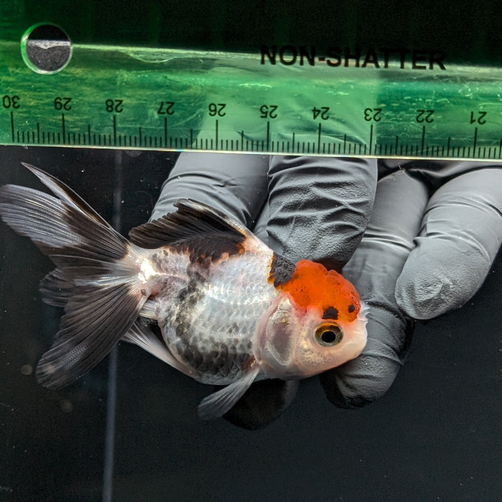 Thai Baby Oranda Tricolor 3"in.  ID#807T1A-002