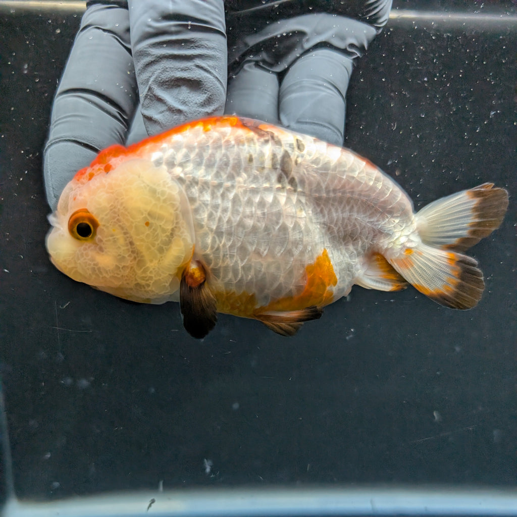 Ranchu Tricolor 4"in. ID#828R4A-027