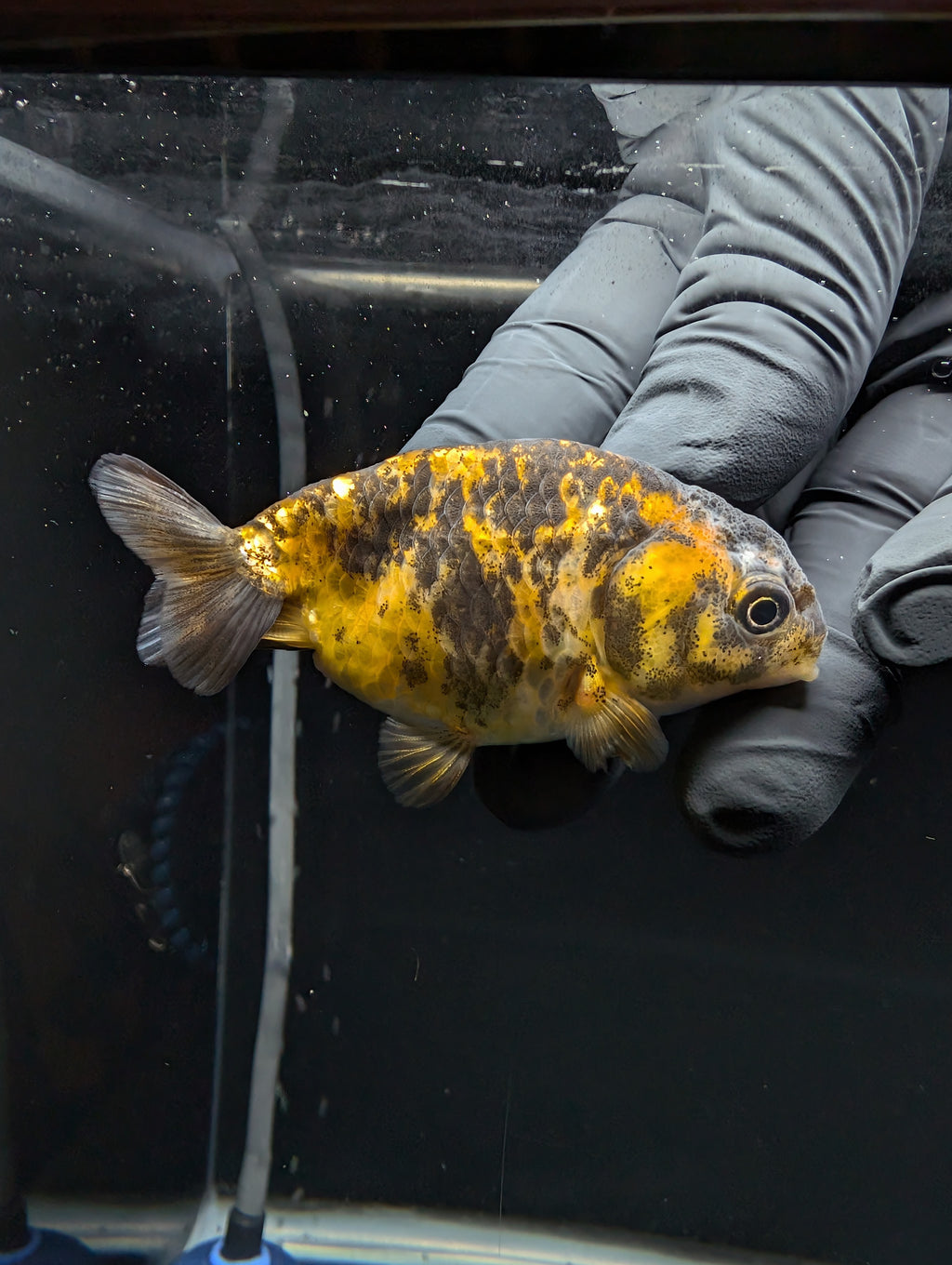 Ranchu Calico 3"-3.5" in. ID#529R4A-057