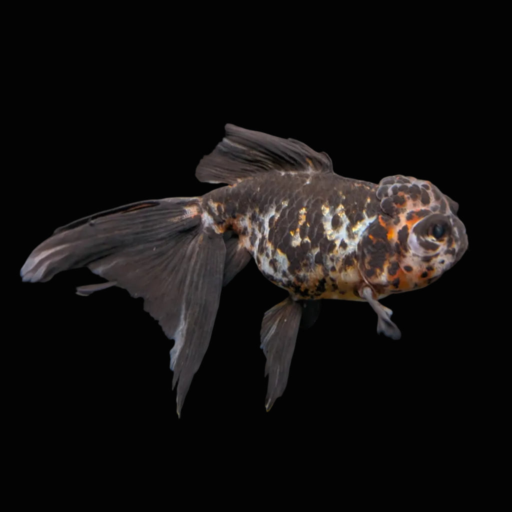 Calico Oranda 4.5"-5"in. ID#911LB2A-001