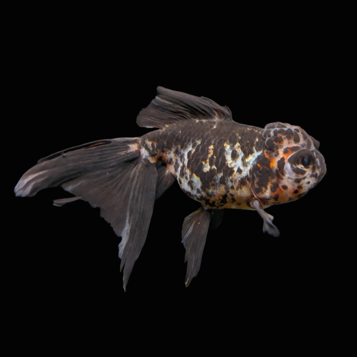 Calico Oranda 4.5"-5"in. ID#911LB2A-001
