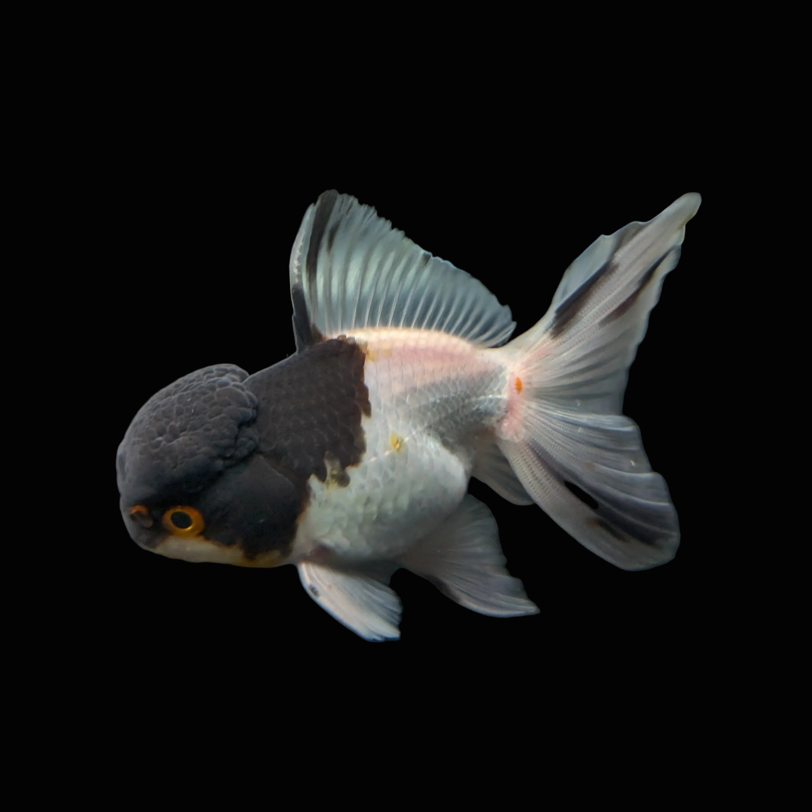 Juvenile Oranda Panda 3.5"-4" in.  ID#403T8A-008