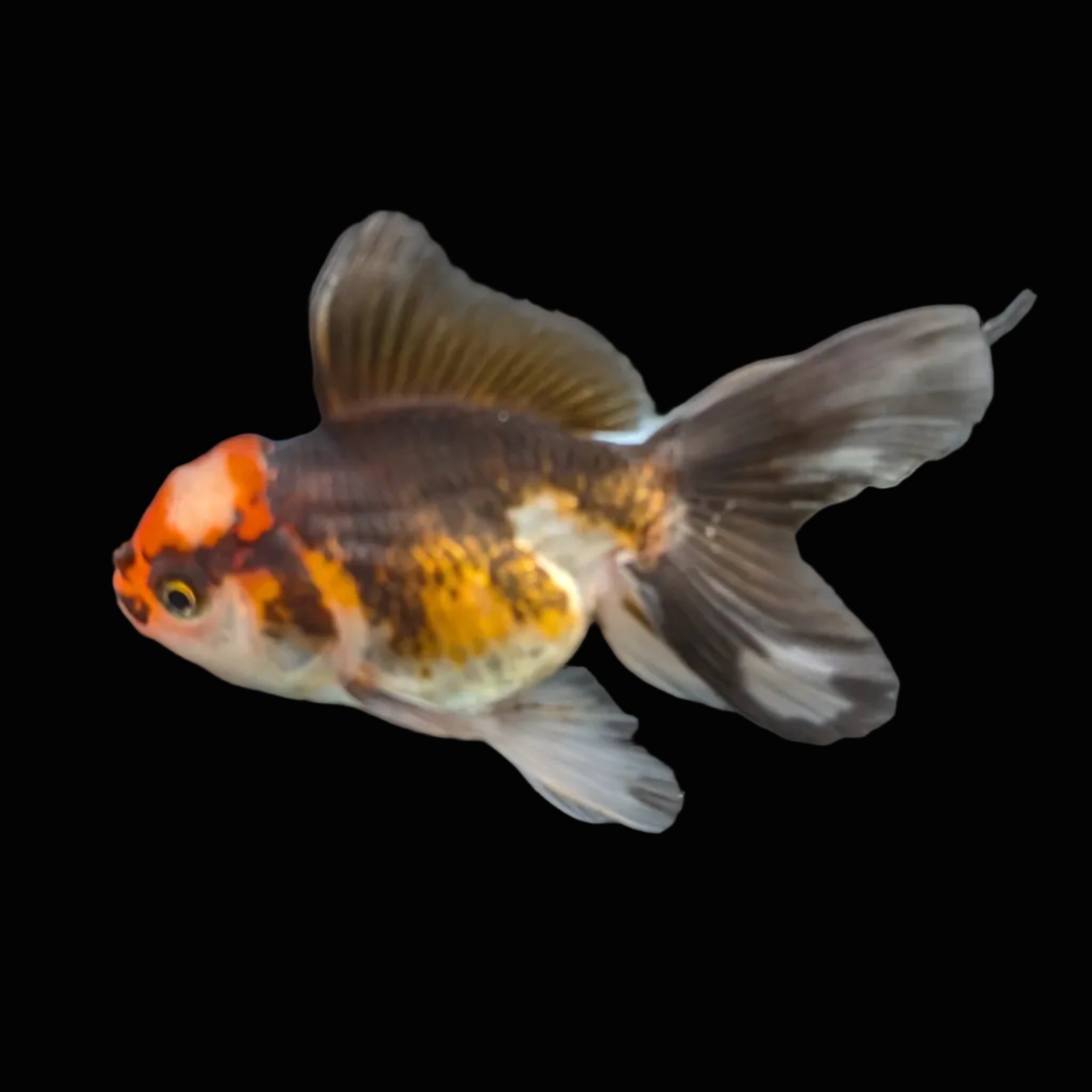 Juvenile Oranda Tricolor 3.5"-4" in.  ID#417T7A-015