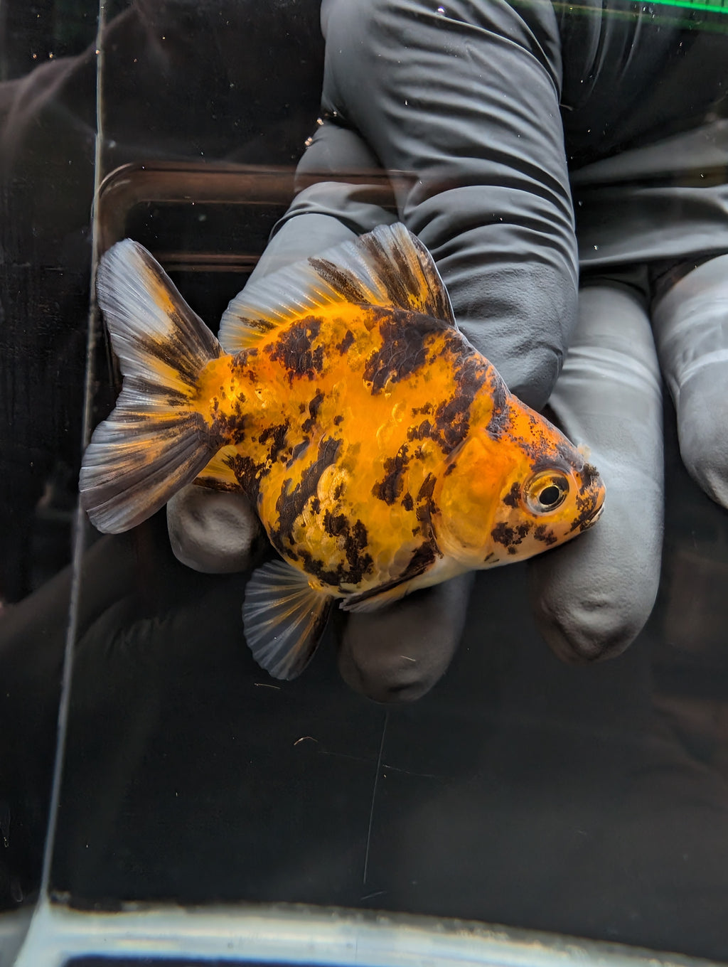 Baby Thai Shogun Oranda Tiger Calico 2"-2.5" in. ID#1023BSG11A-027