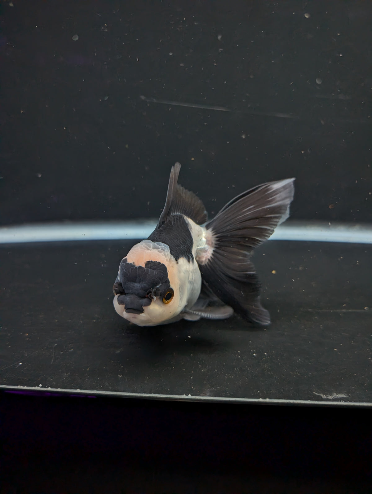 Thai Oranda Panda 4"-4.5"in.  ID#1016T1A-005