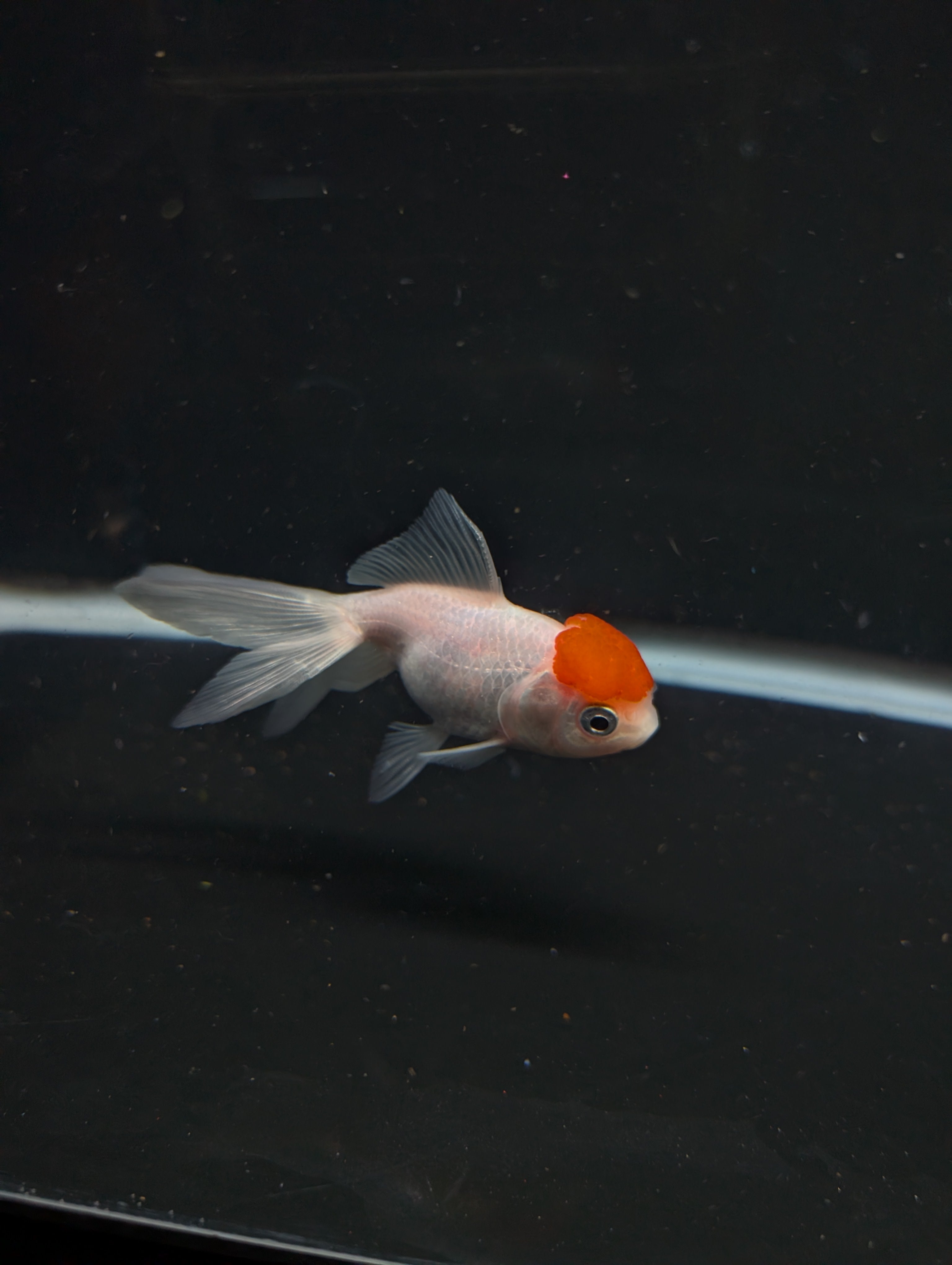 Juvenile Oranda  Red Cap 3"-3.5"in.  ID#619T1A-020