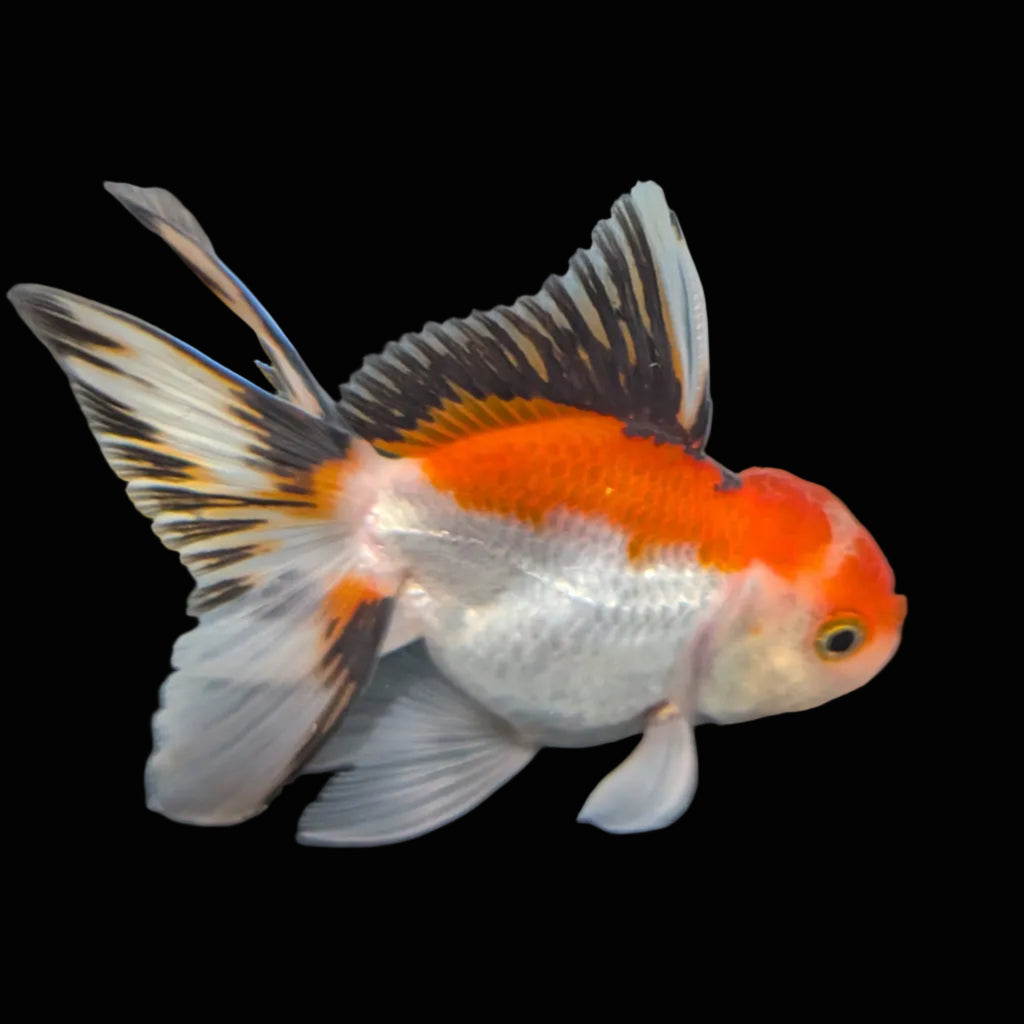 Juvenile Thai Oranda Tricolor 3"in.  ID#821T1A-021