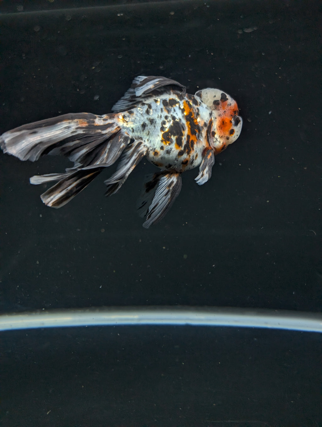 Calico Oranda 5"in. ID#821LB2A-63